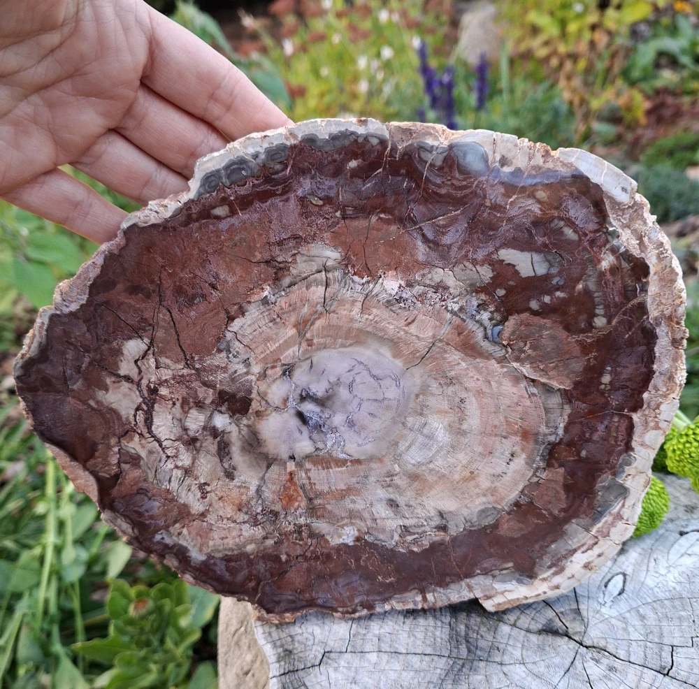 Zkamenělé dřevo Madagaskar leštěný řez 22 cm 1,3 kg