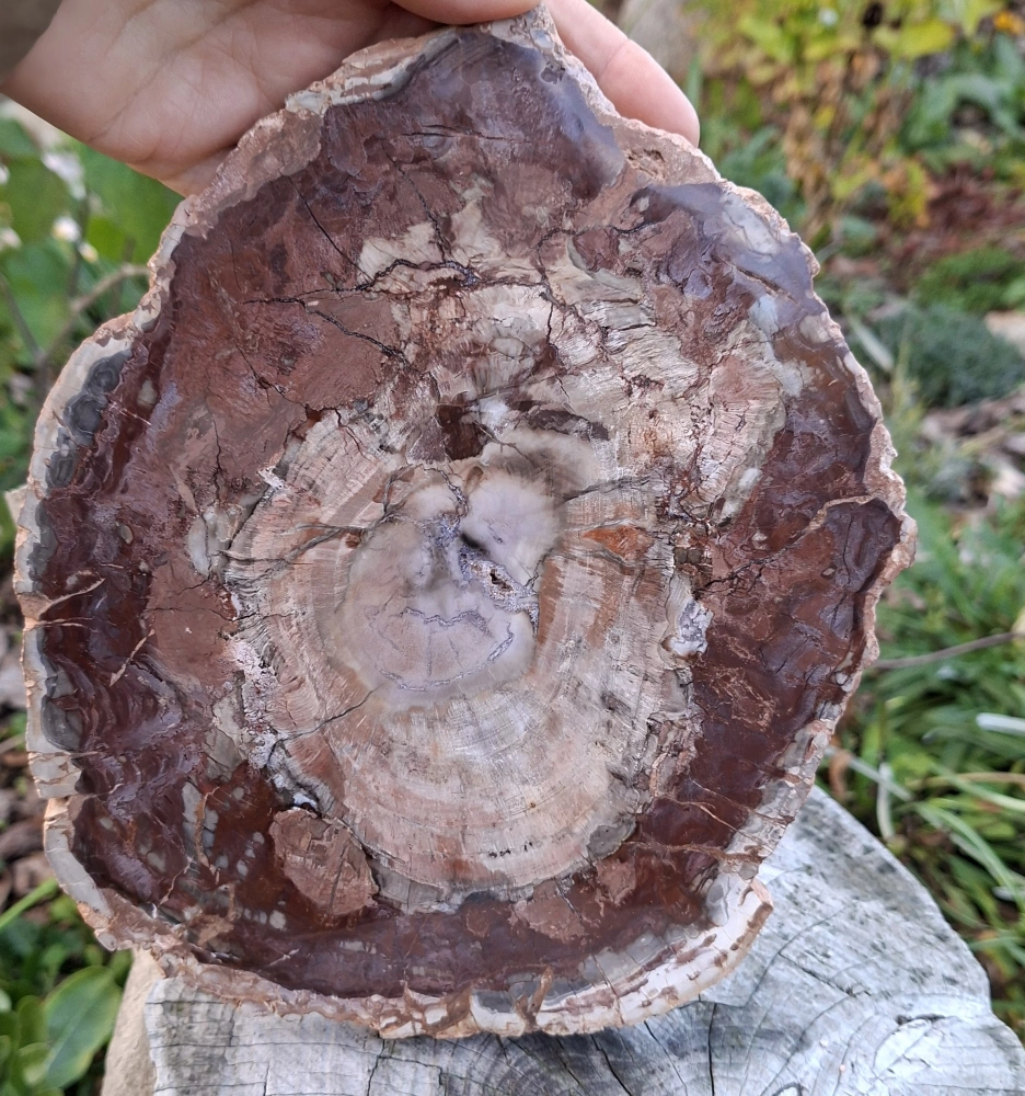 Zkamenělé dřevo Madagaskar leštěný řez 23 cm, 1,35 kg