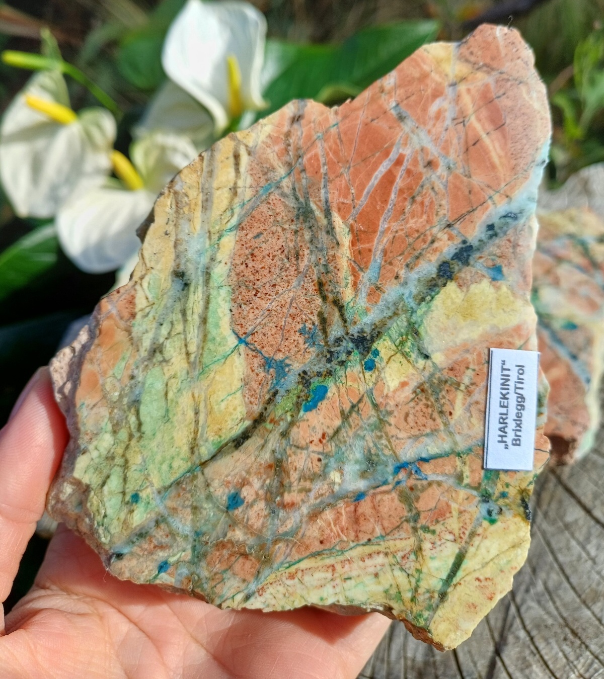 Harlekinit 770g