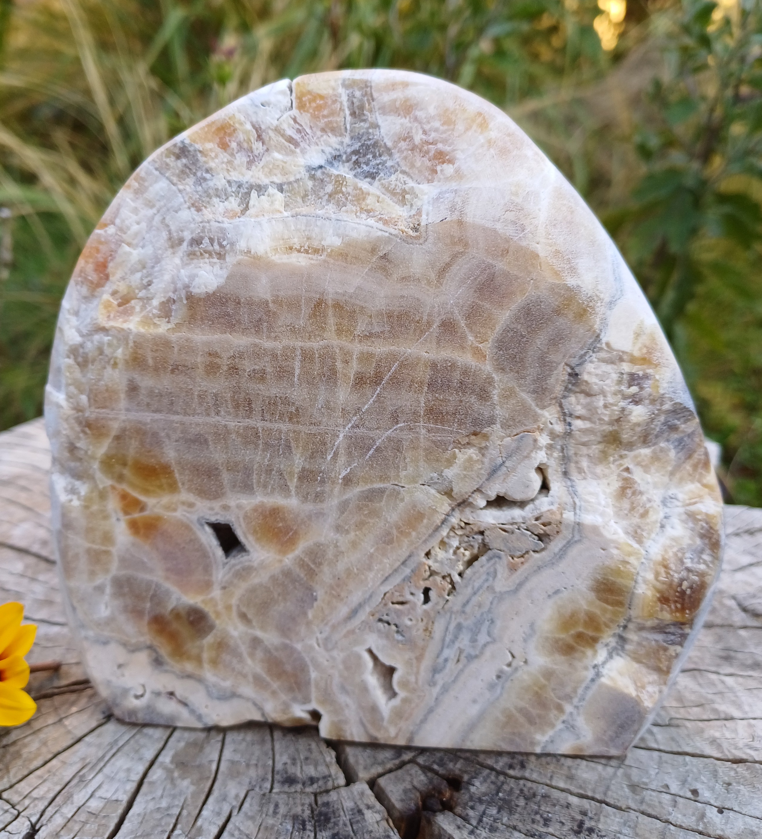 Aragonit leštěný řez 835g