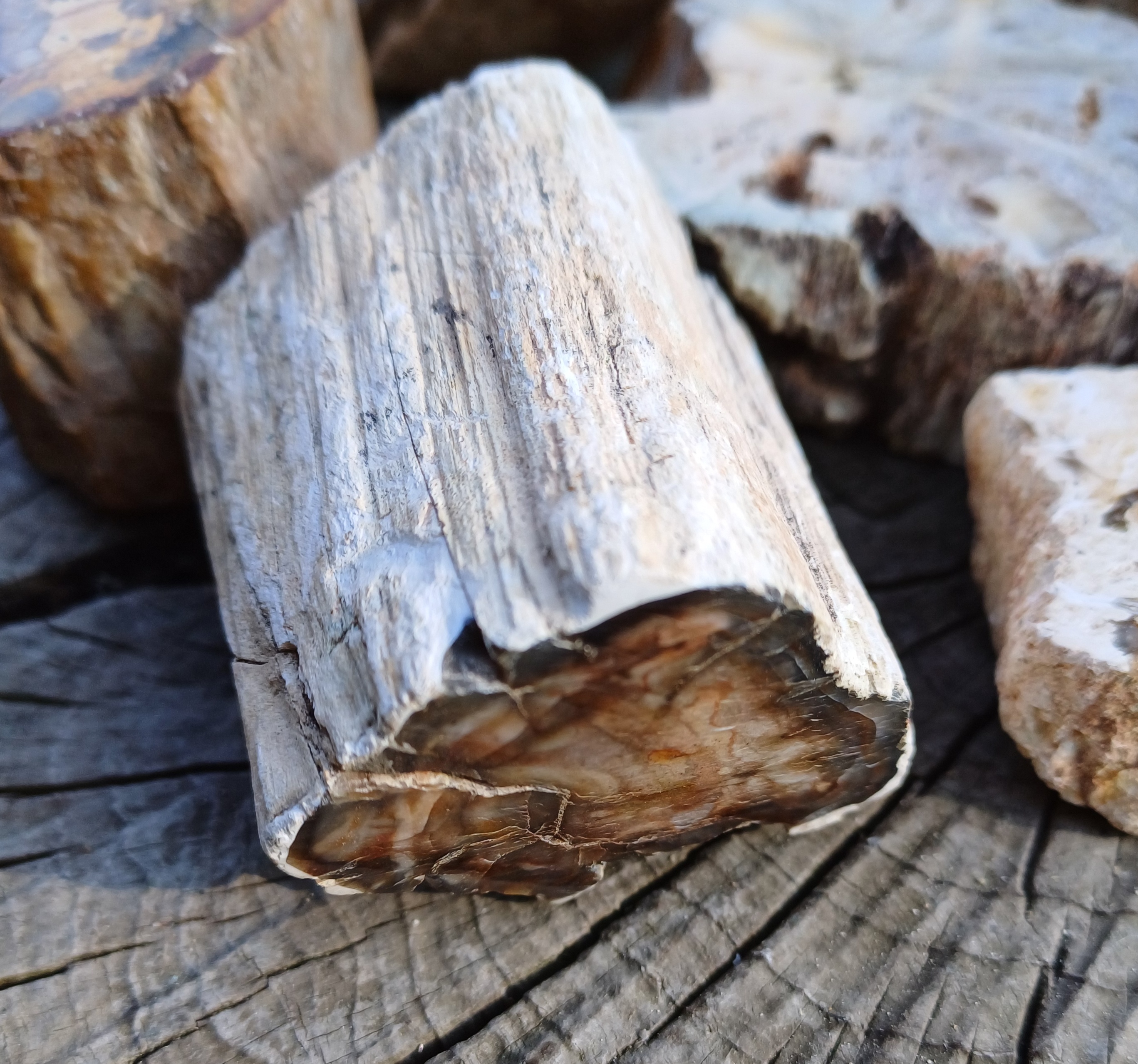 Zkamenělé dřevo 130g