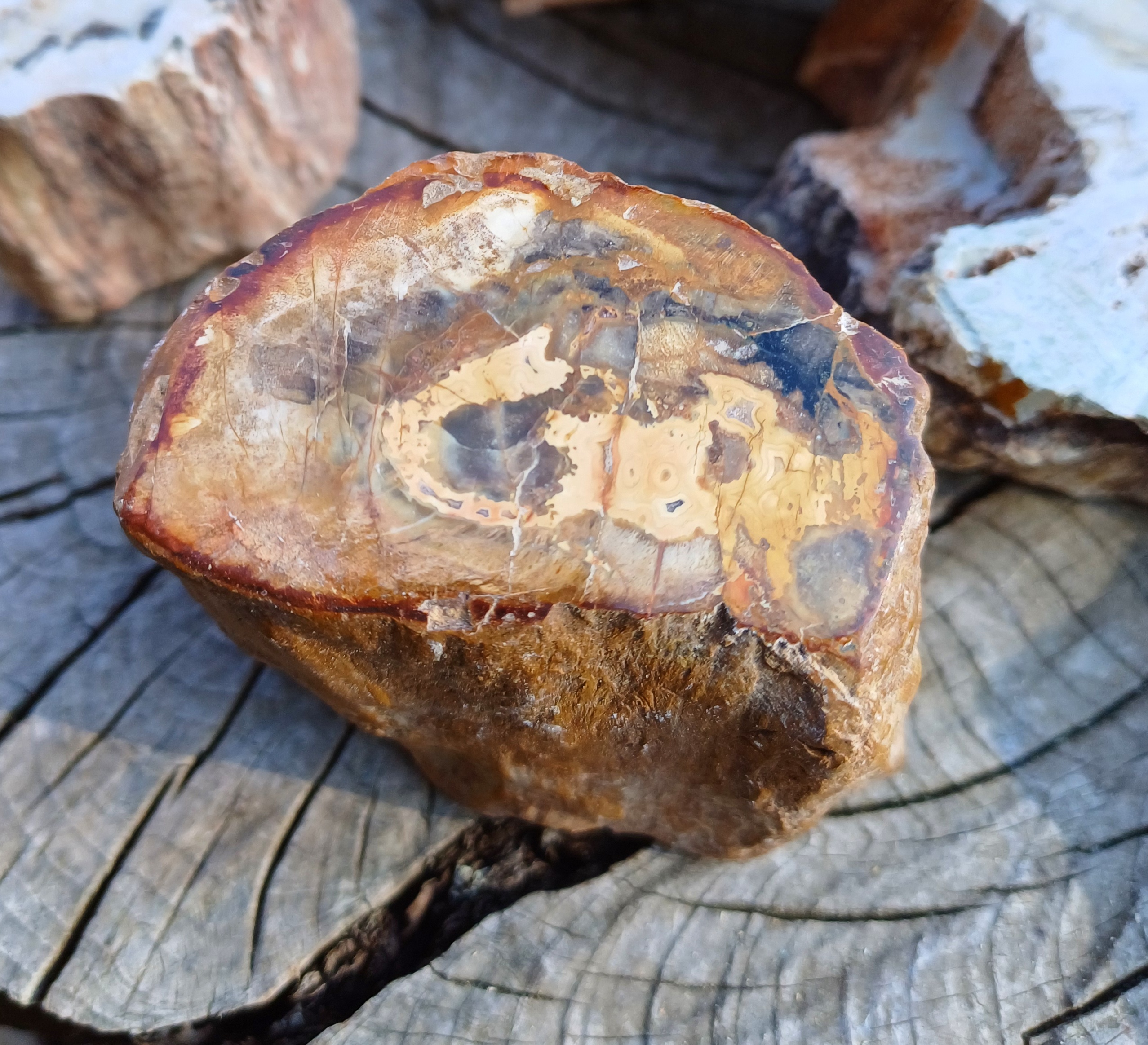 Zkamenělé dřevo 120g