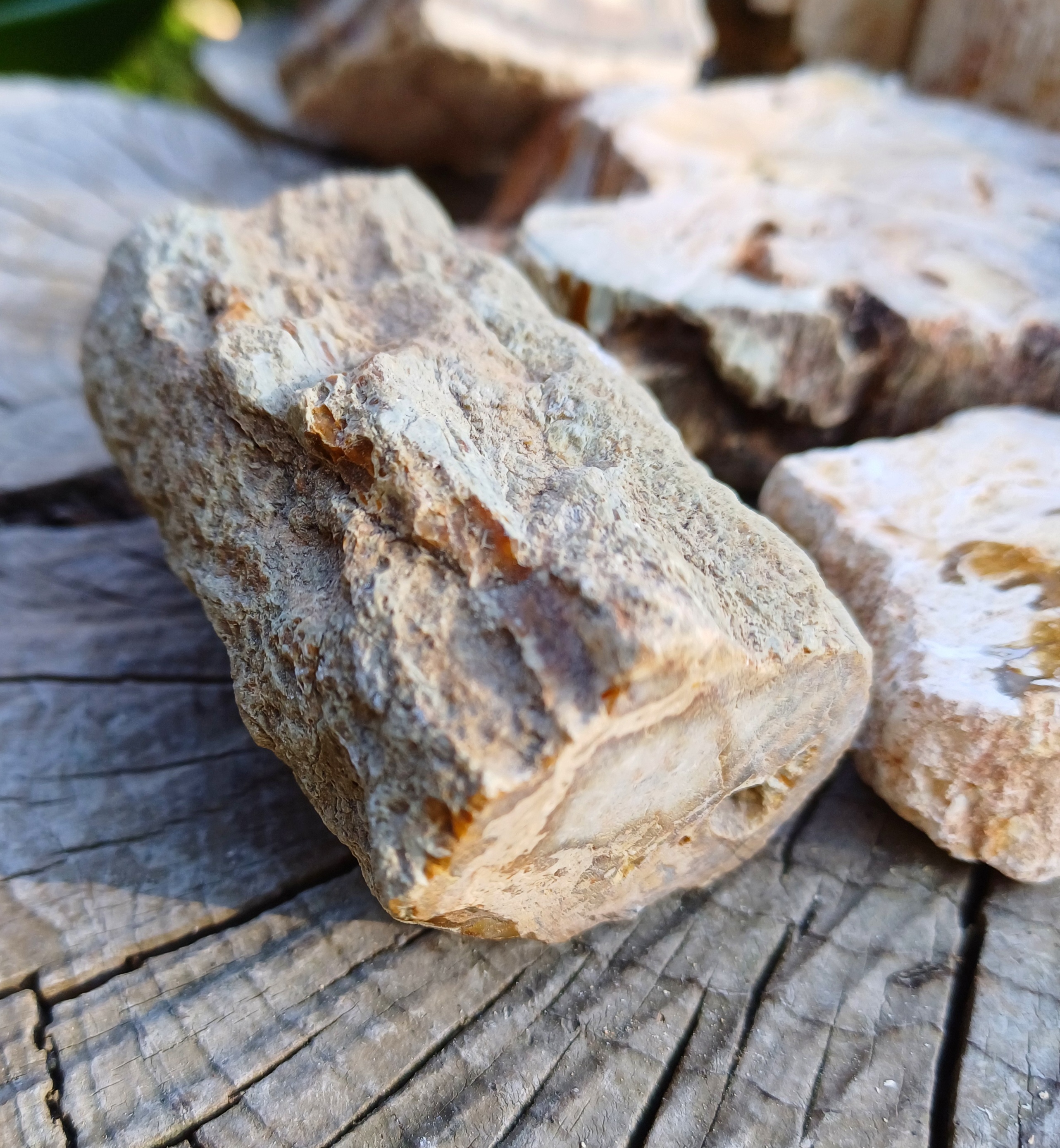 Zkamenělé dřevo 120g