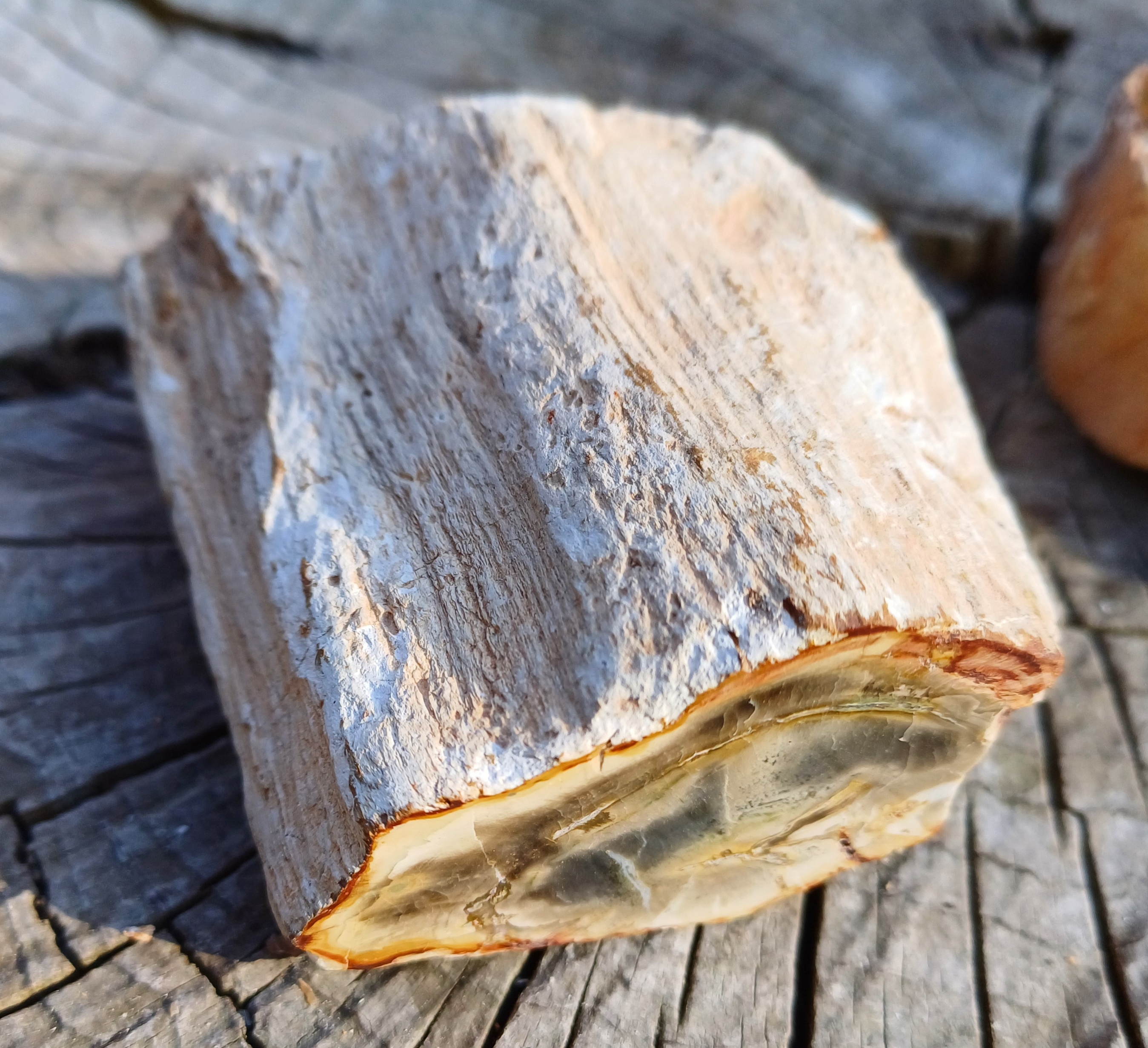 Zkamenělé dřevo 215g