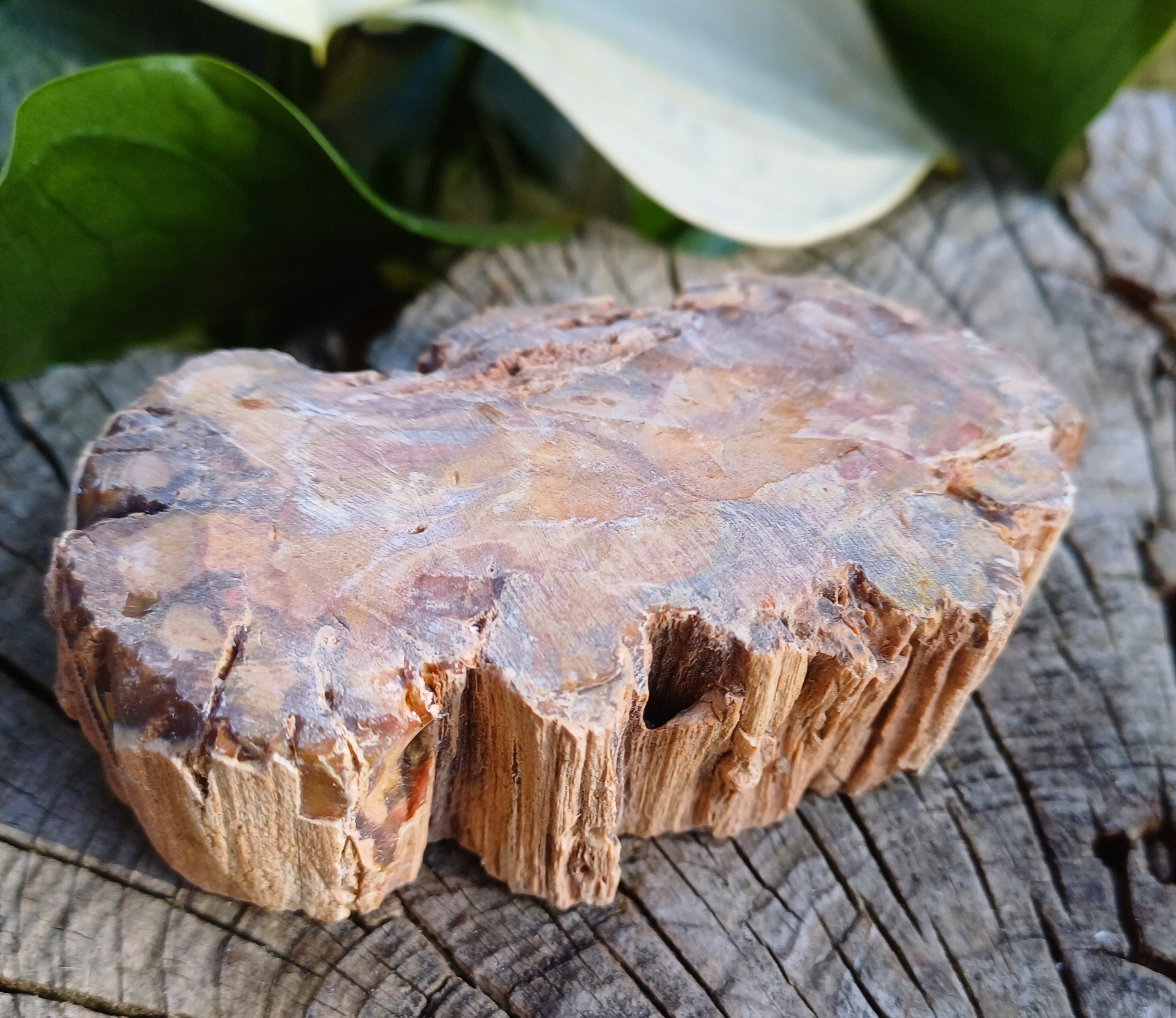 Zkamenělé dřevo 255g