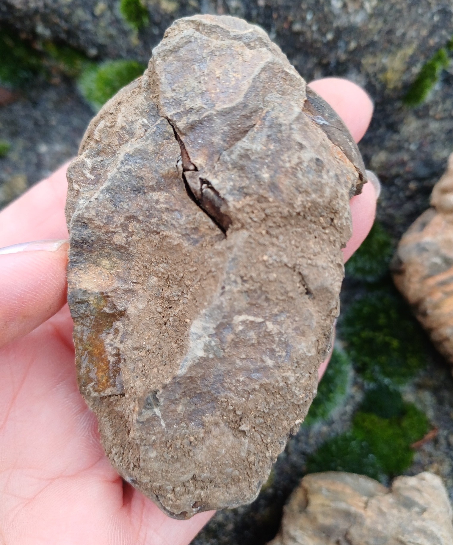 Trilobit 100g