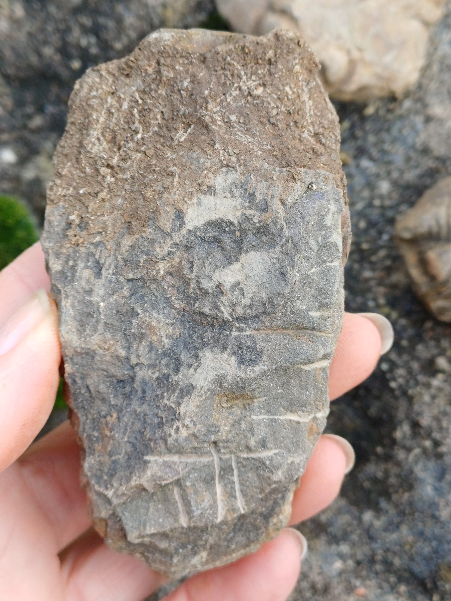 Trilobit 140g