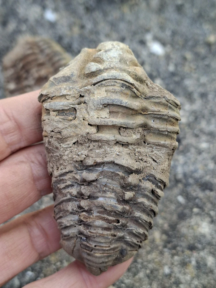 Trilobit 70g