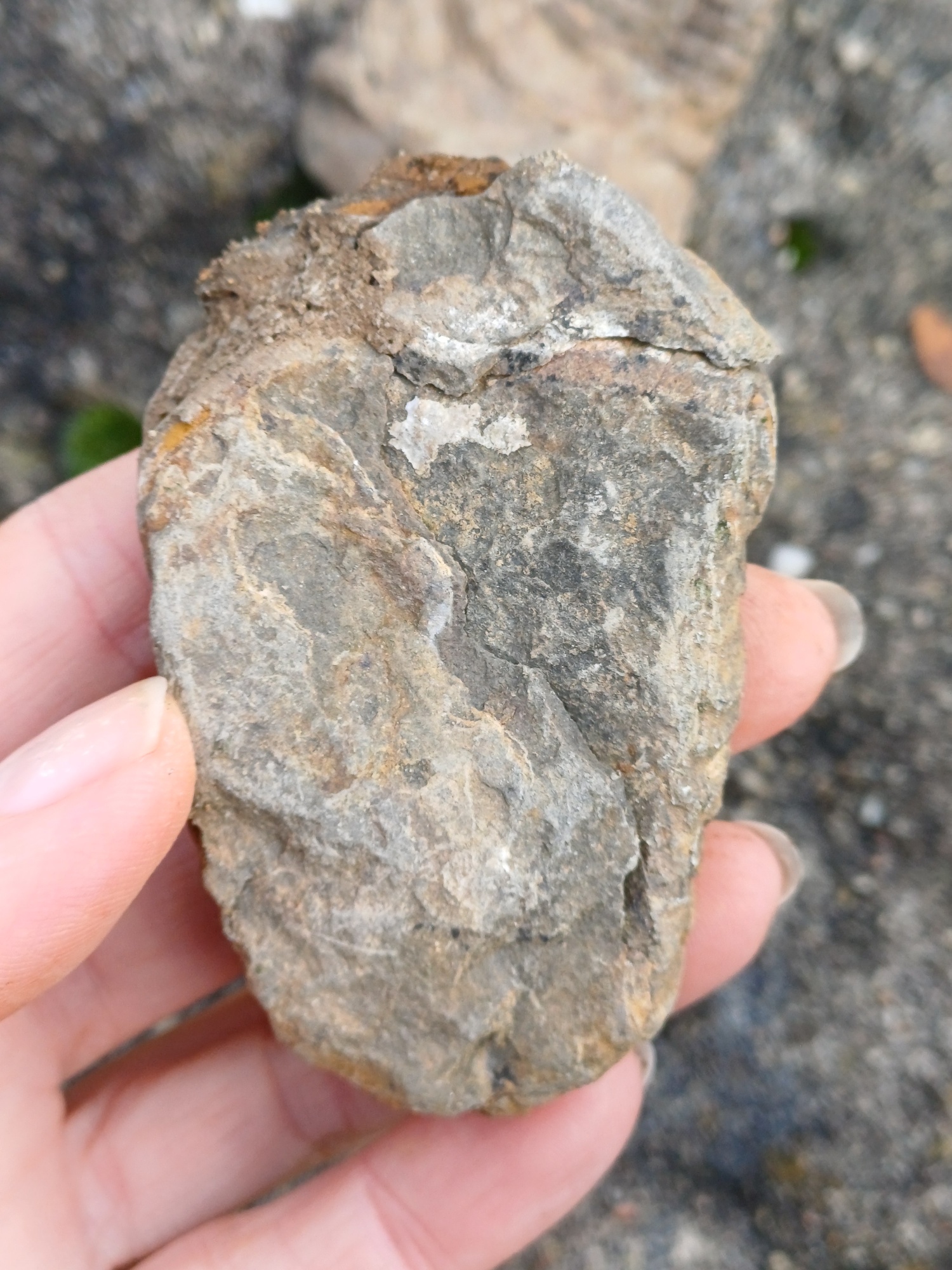 Trilobit 80g