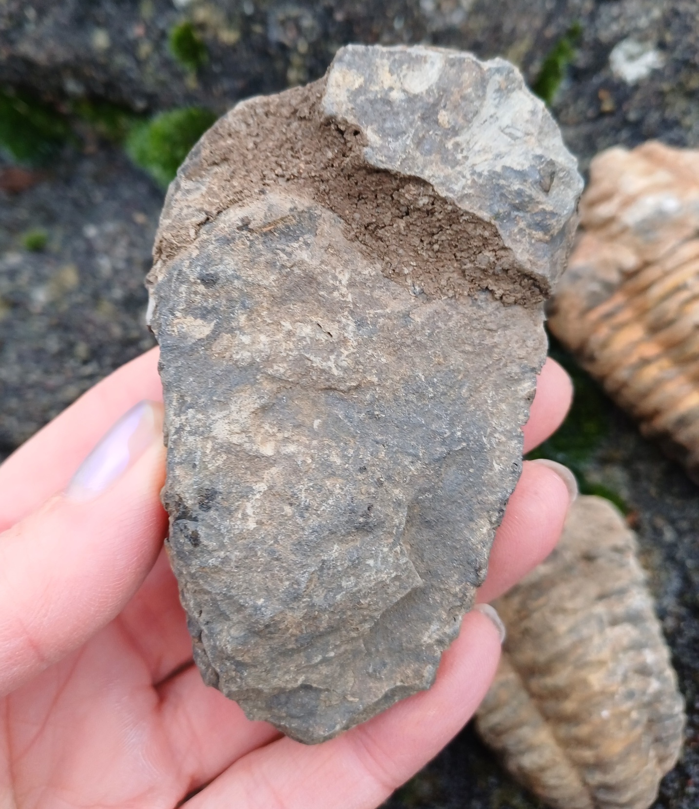 Trilobit 115g