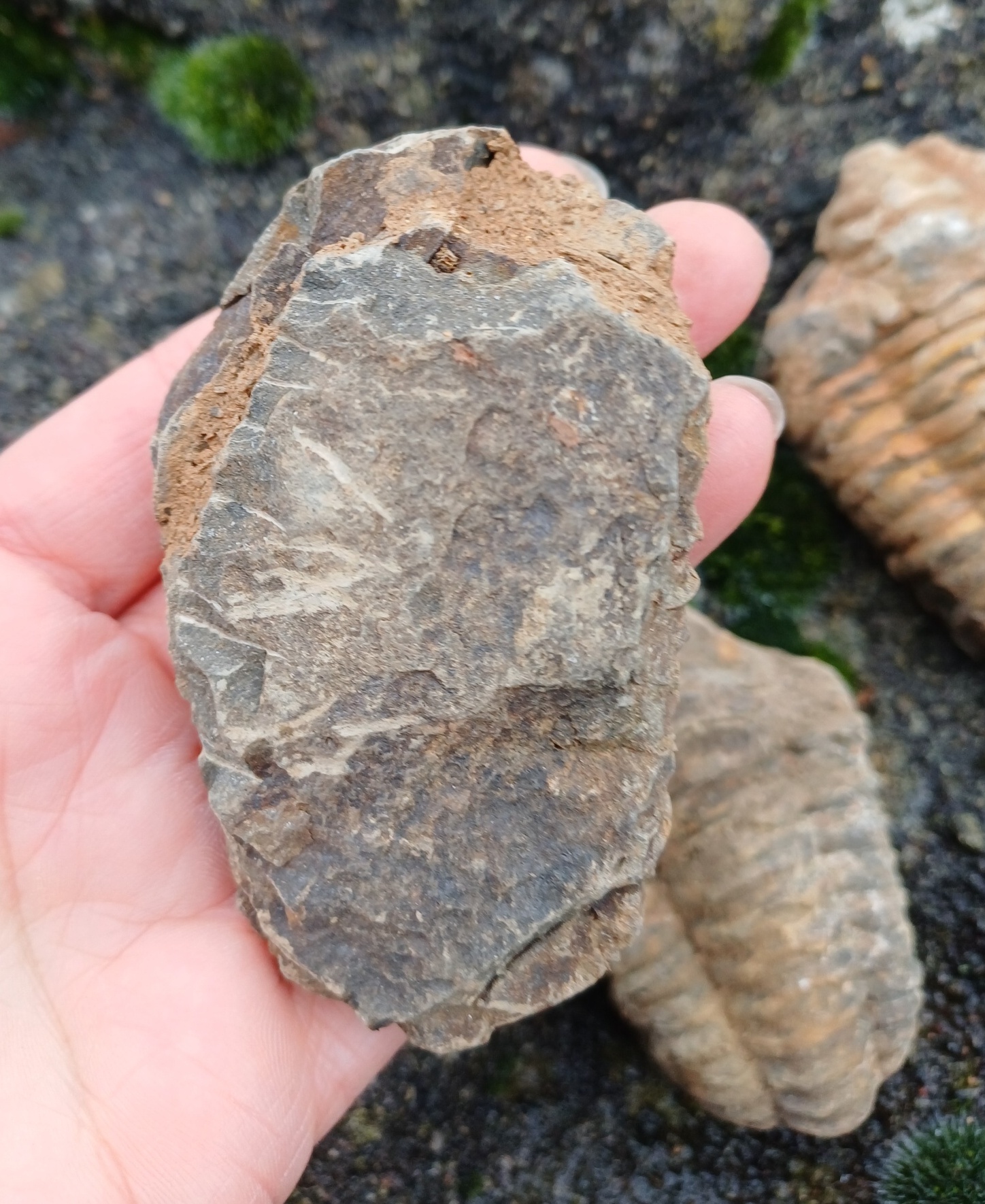 Trilobit 120g
