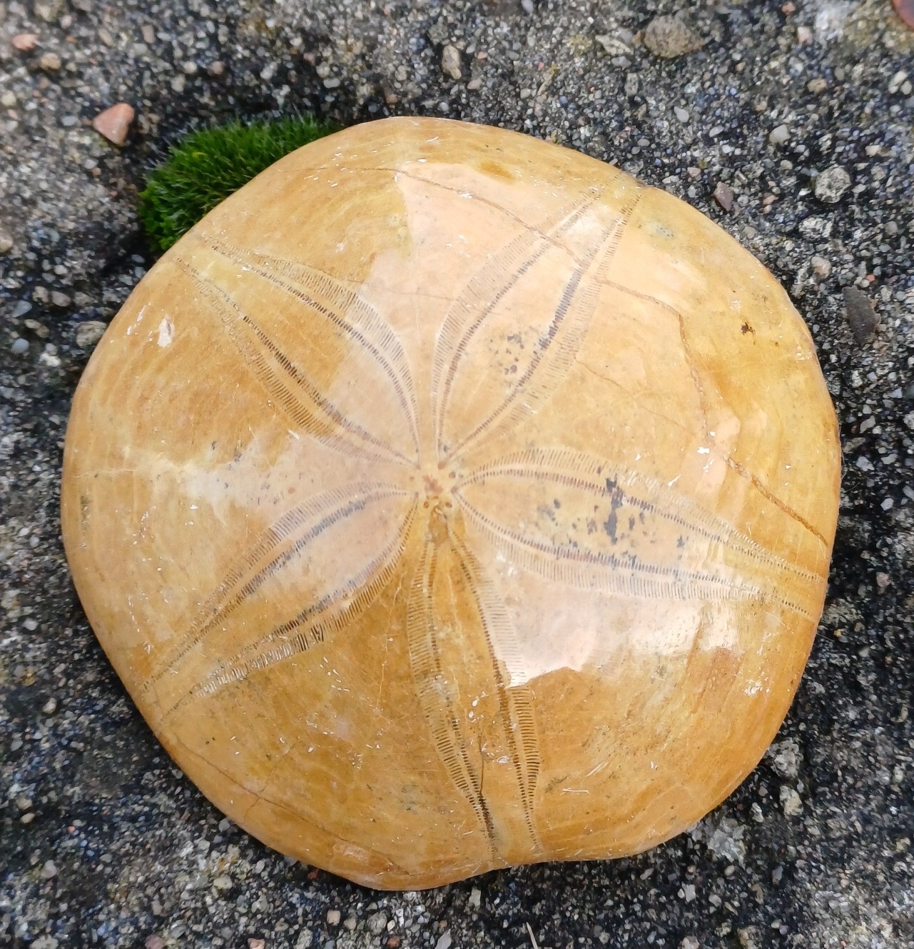 Ježovka 145g