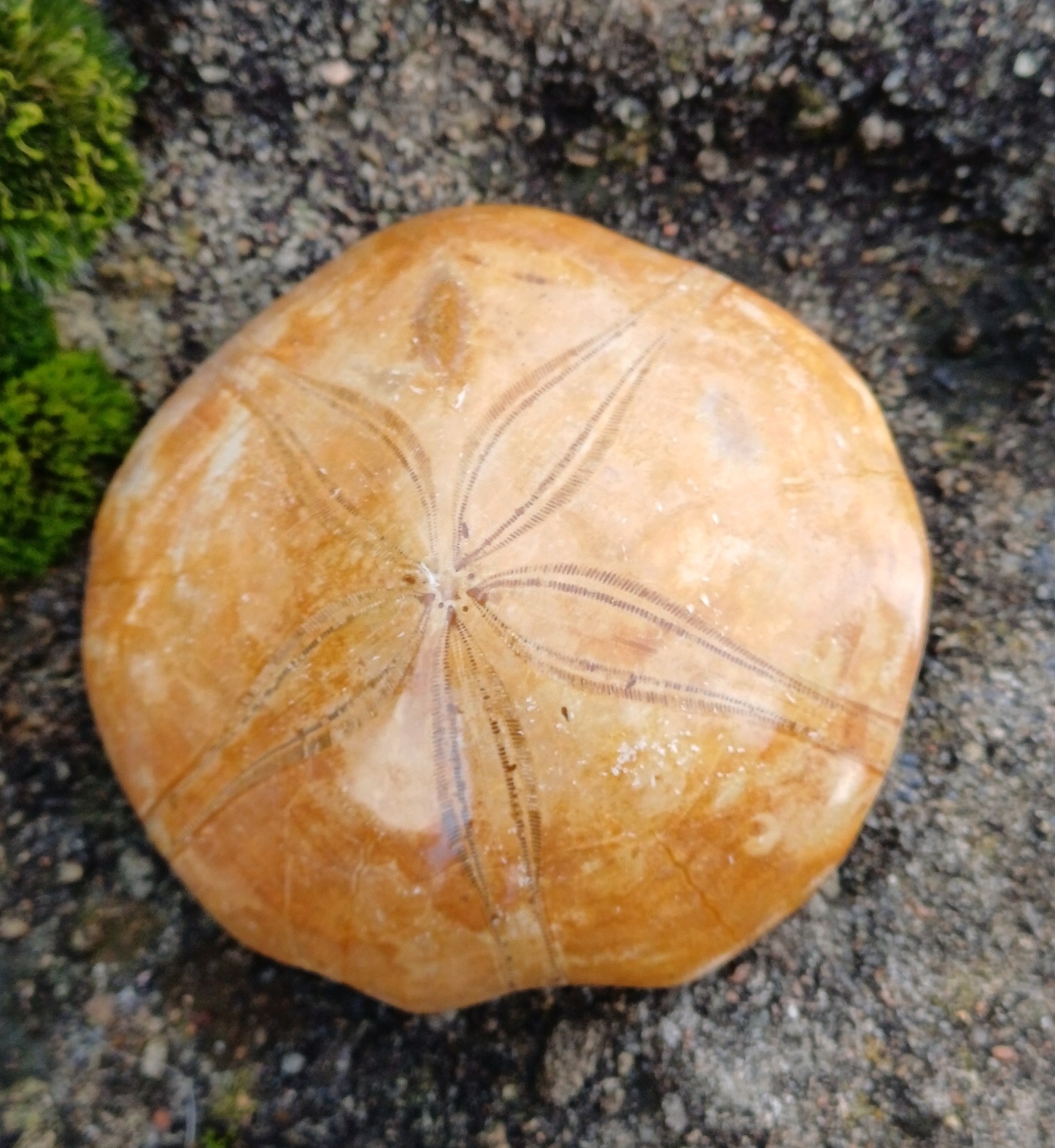 Ježovka 100g