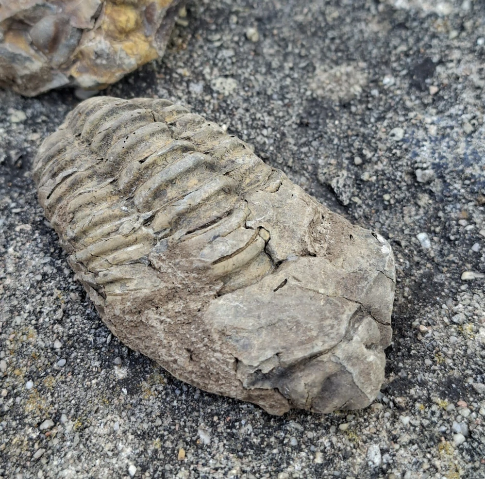 Trilobit 60g