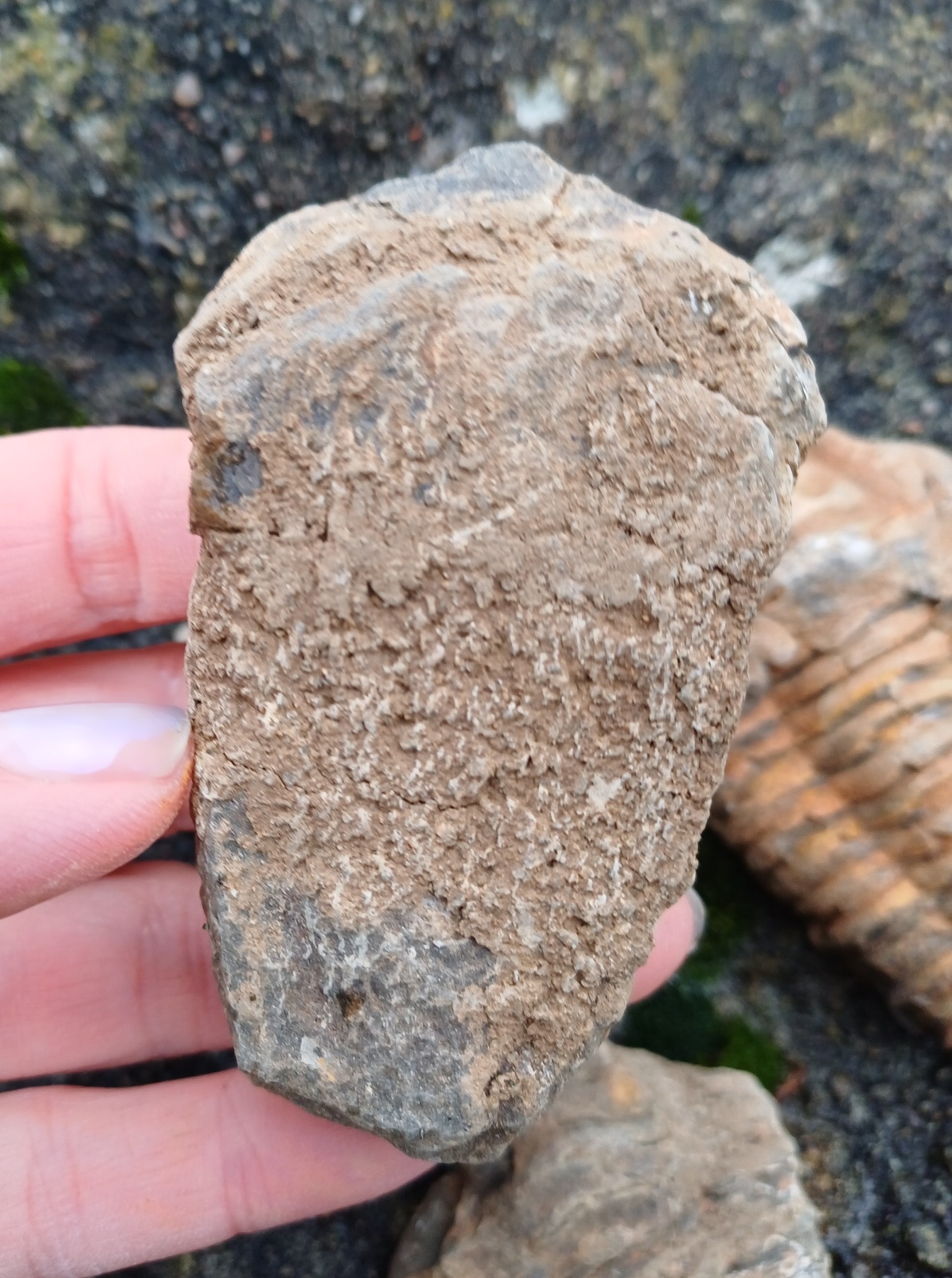 Trilobit 100g