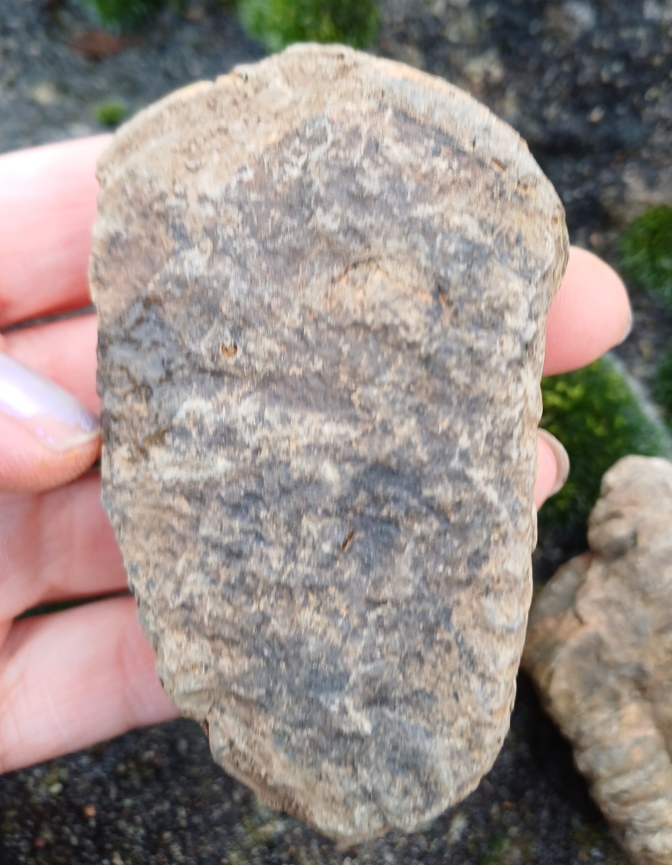 Trilobit 50g