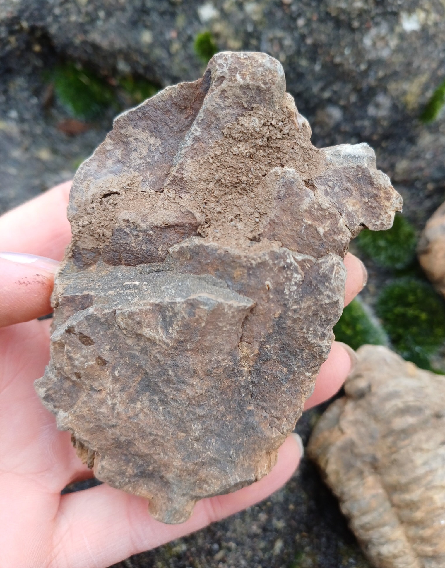 Trilobit 130g
