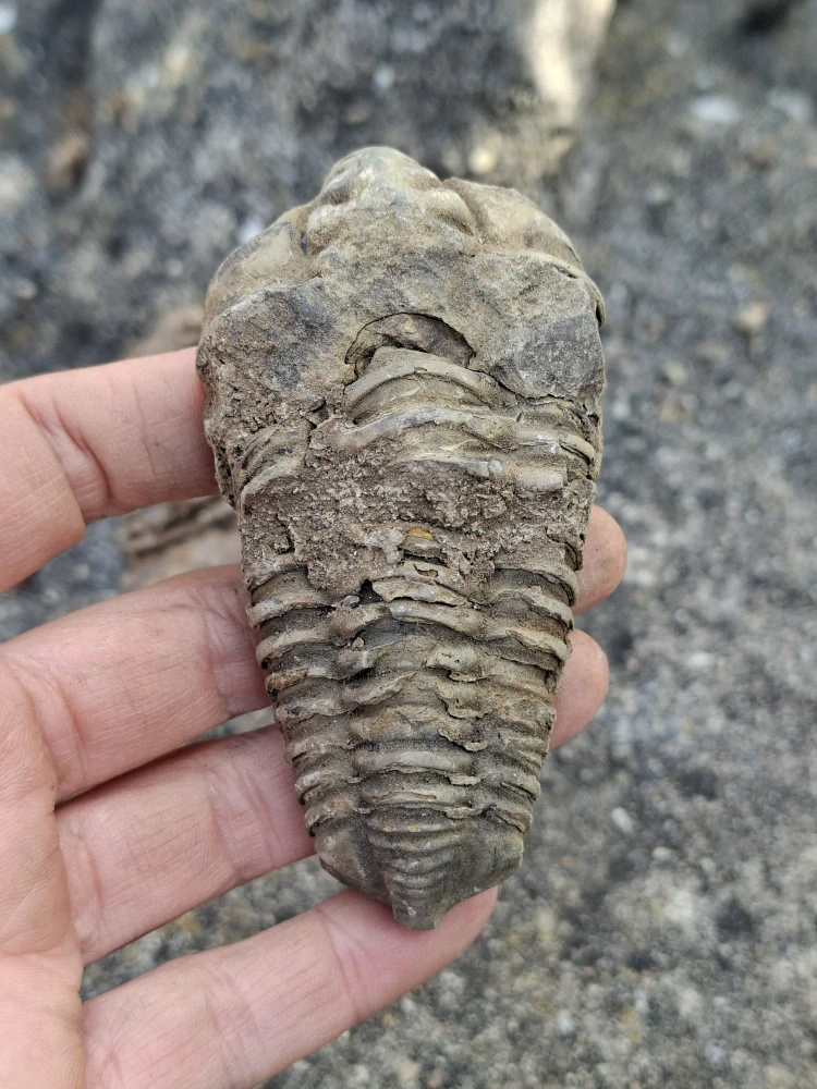 Trilobit 65g