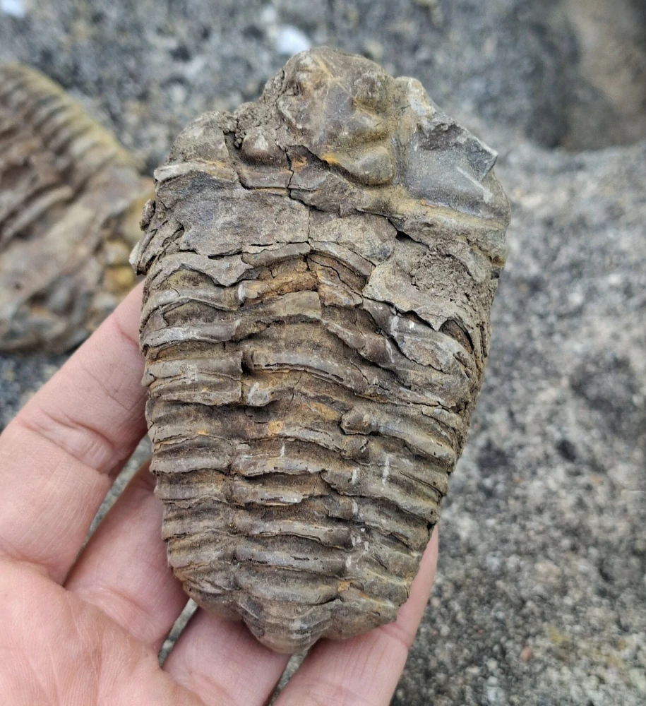 Trilobit 95g