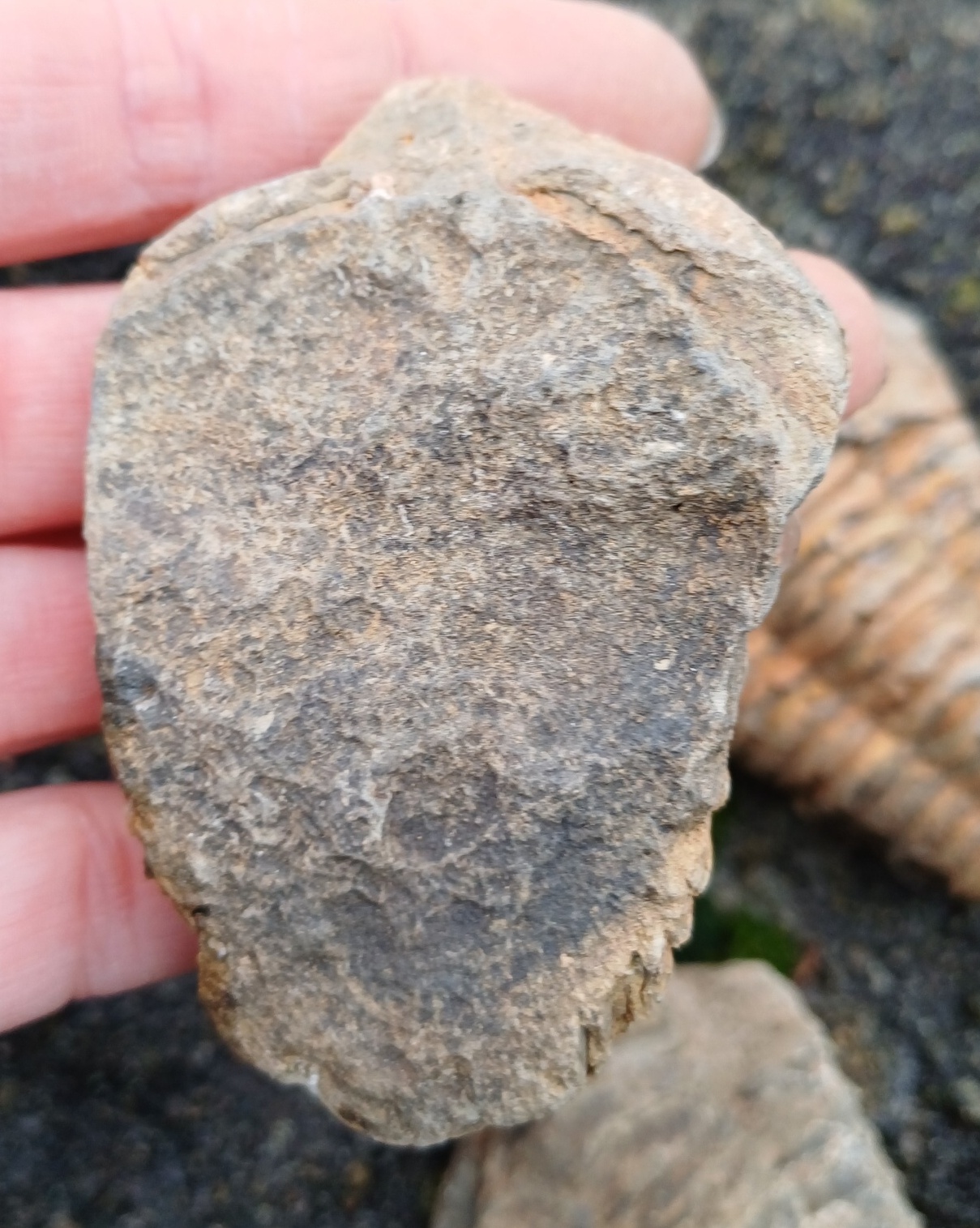 Trilobit 70g