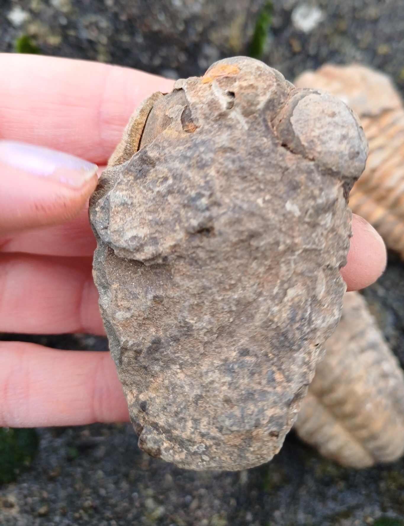 Trilobit 70g