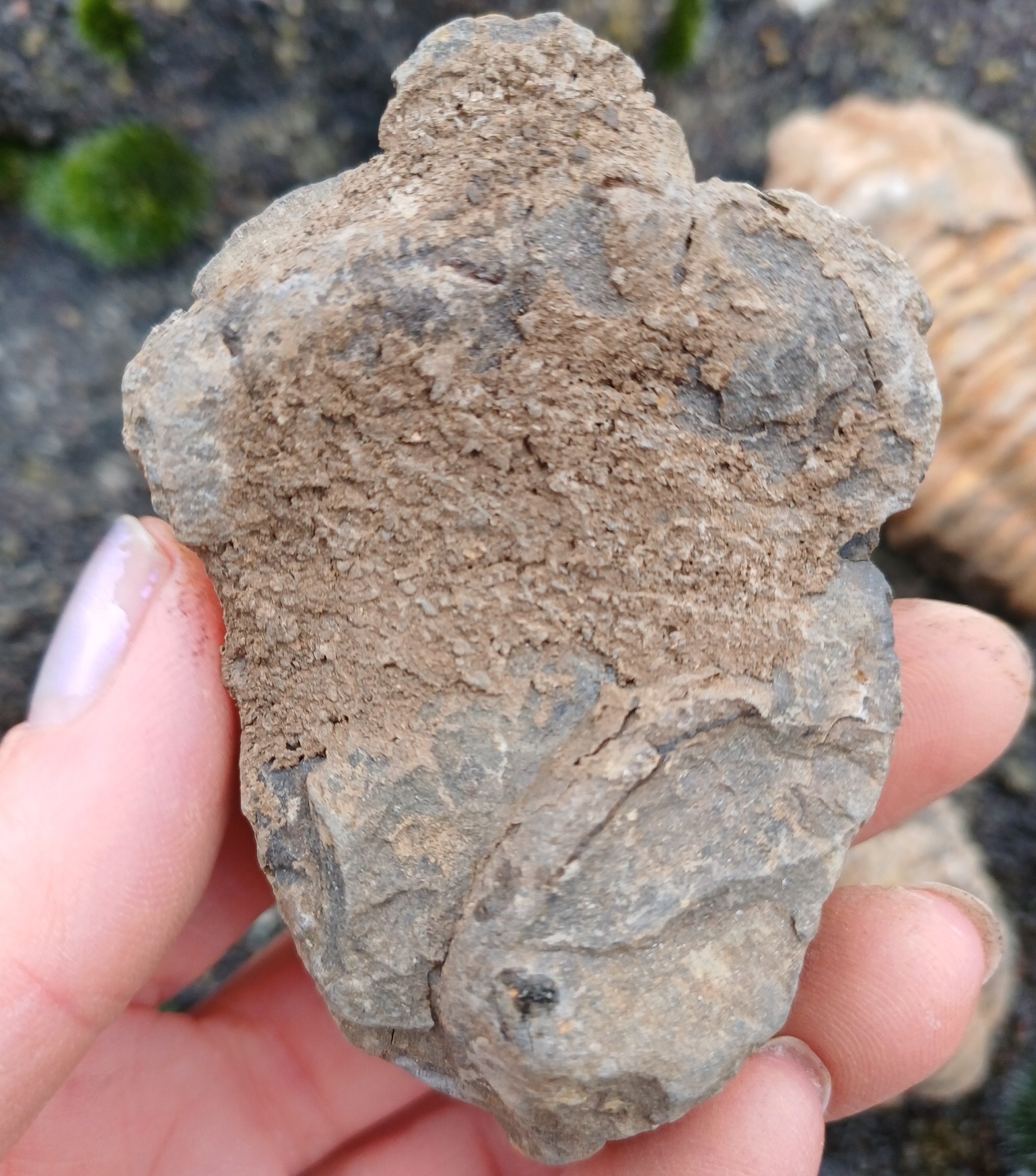 Trilobit 70g