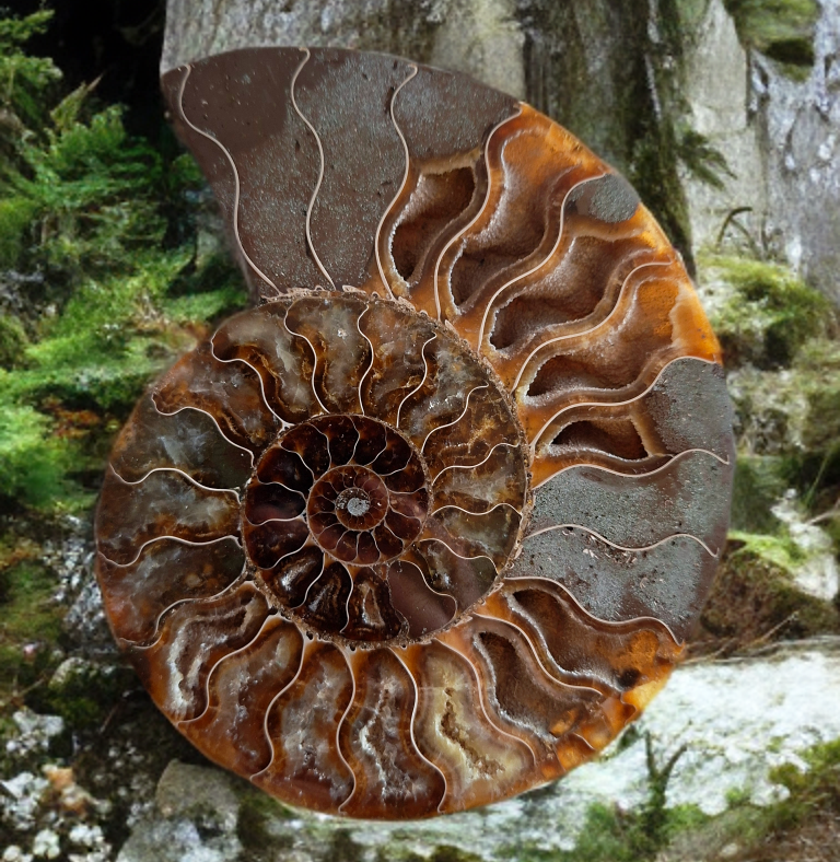 Amonit Cleoniceras řezy 740g