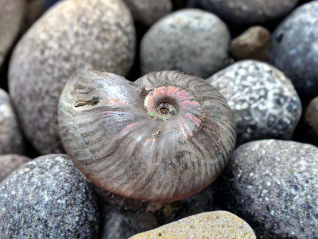 Amonit Phylloceras 265g