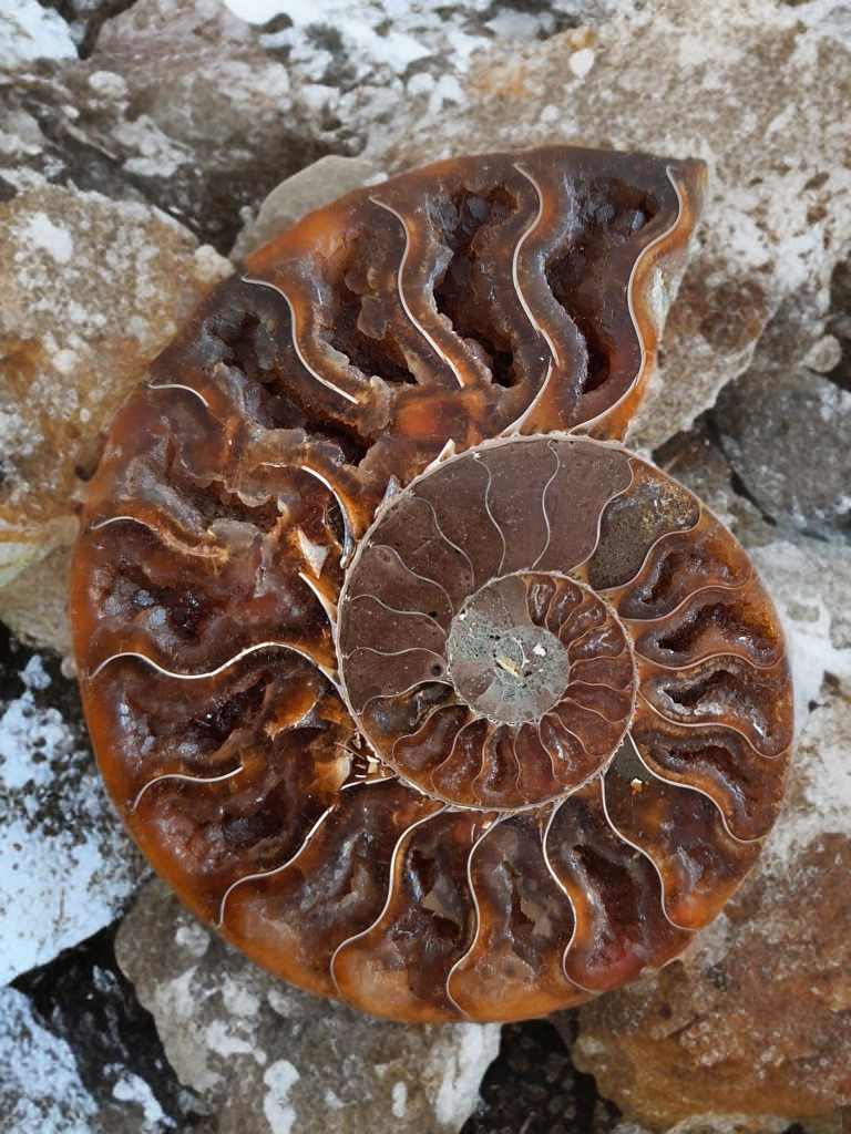 Amonit Cleoniceras řezy 200g