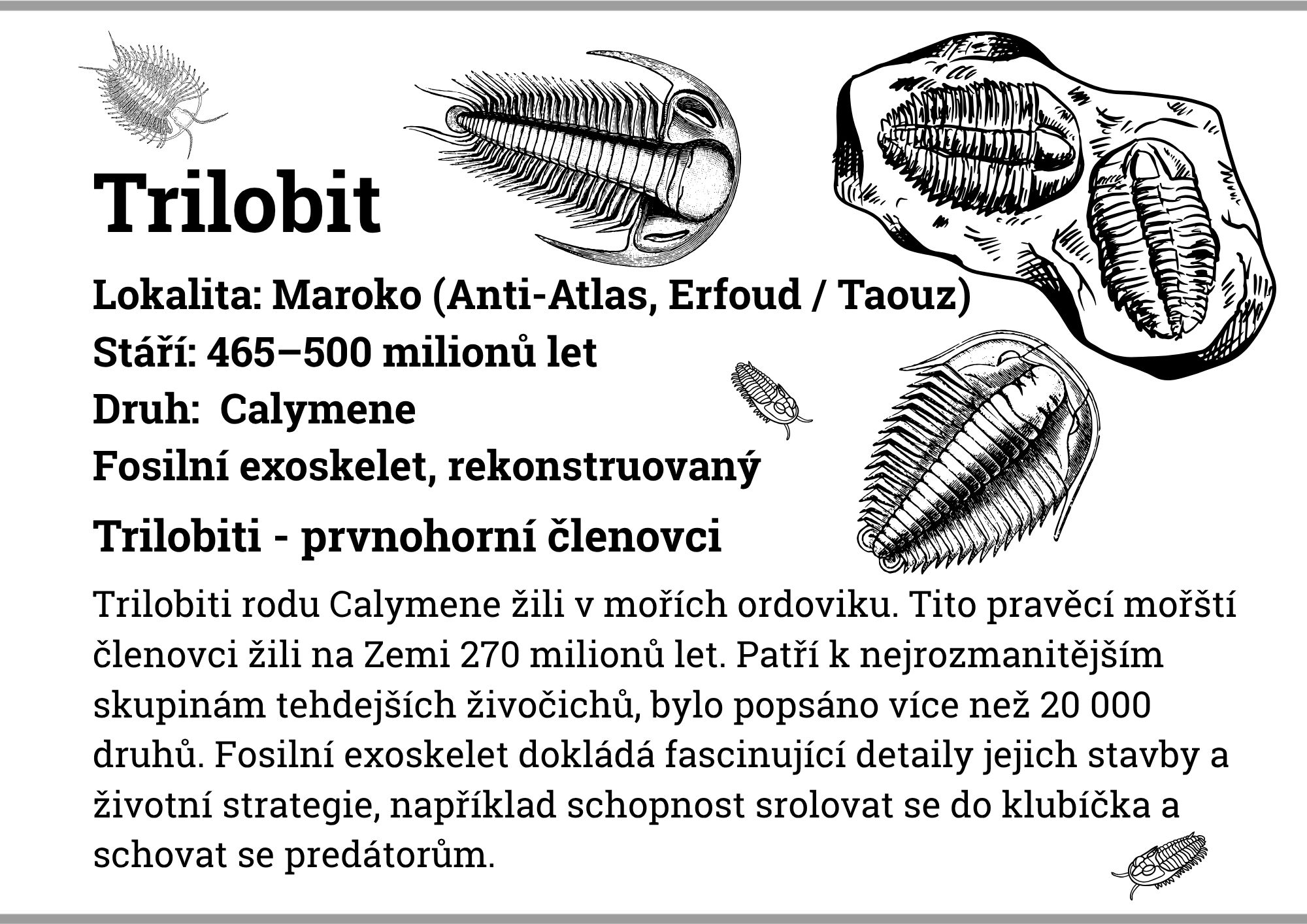 Trilobit 140g