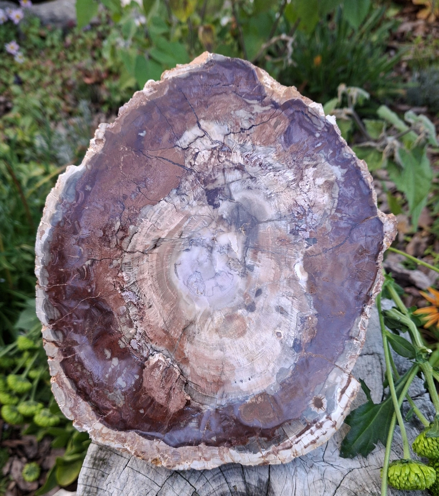 Zkamenělé dřevo Madagaskar leštěný řez 22 cm 1,3 kg