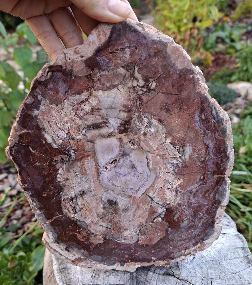 Zkamenělé dřevo Madagaskar leštěný řez 23 cm, 1,35 kg