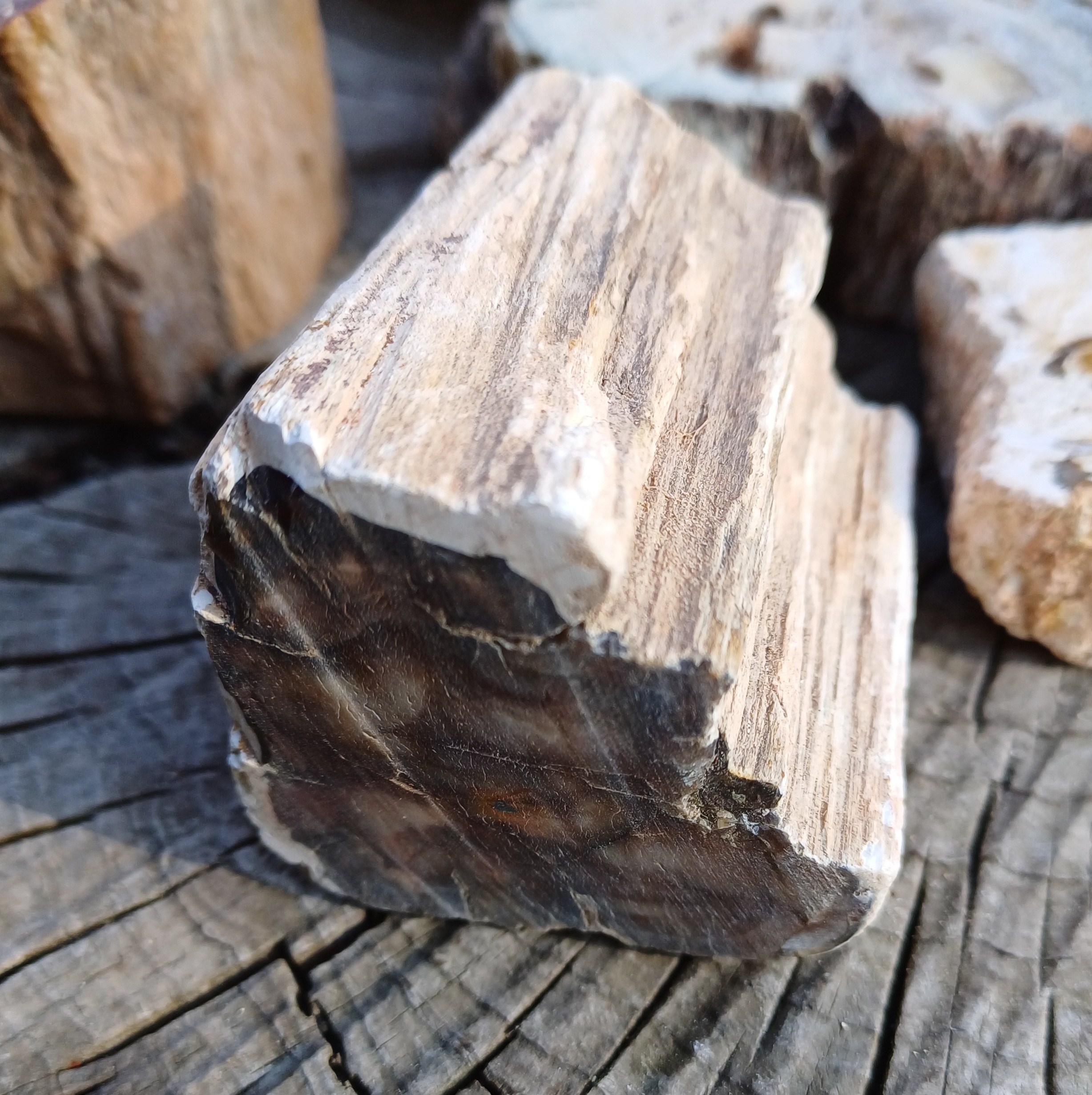 Zkamenělé dřevo 130g