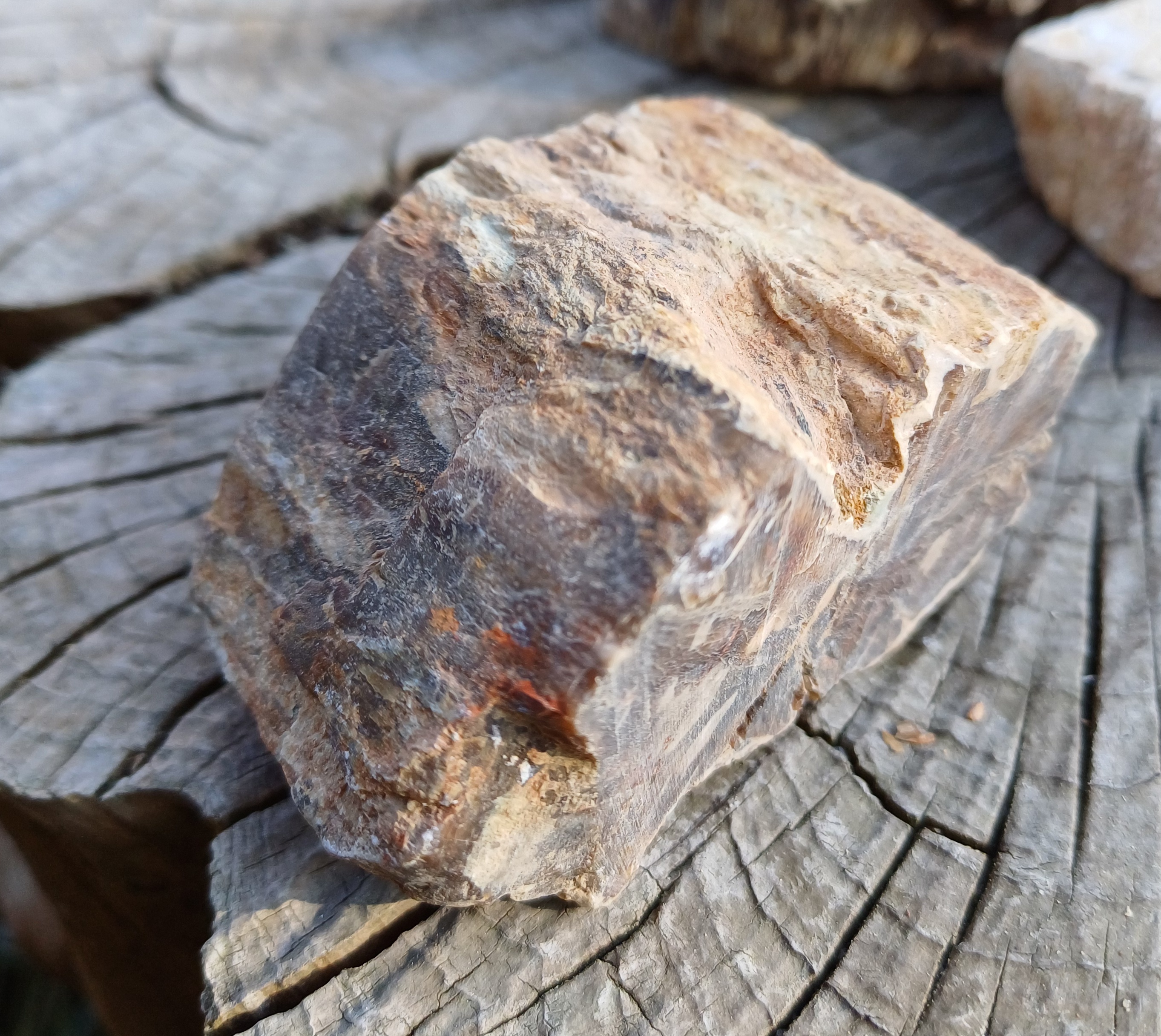 Zkamenělé dřevo 110g