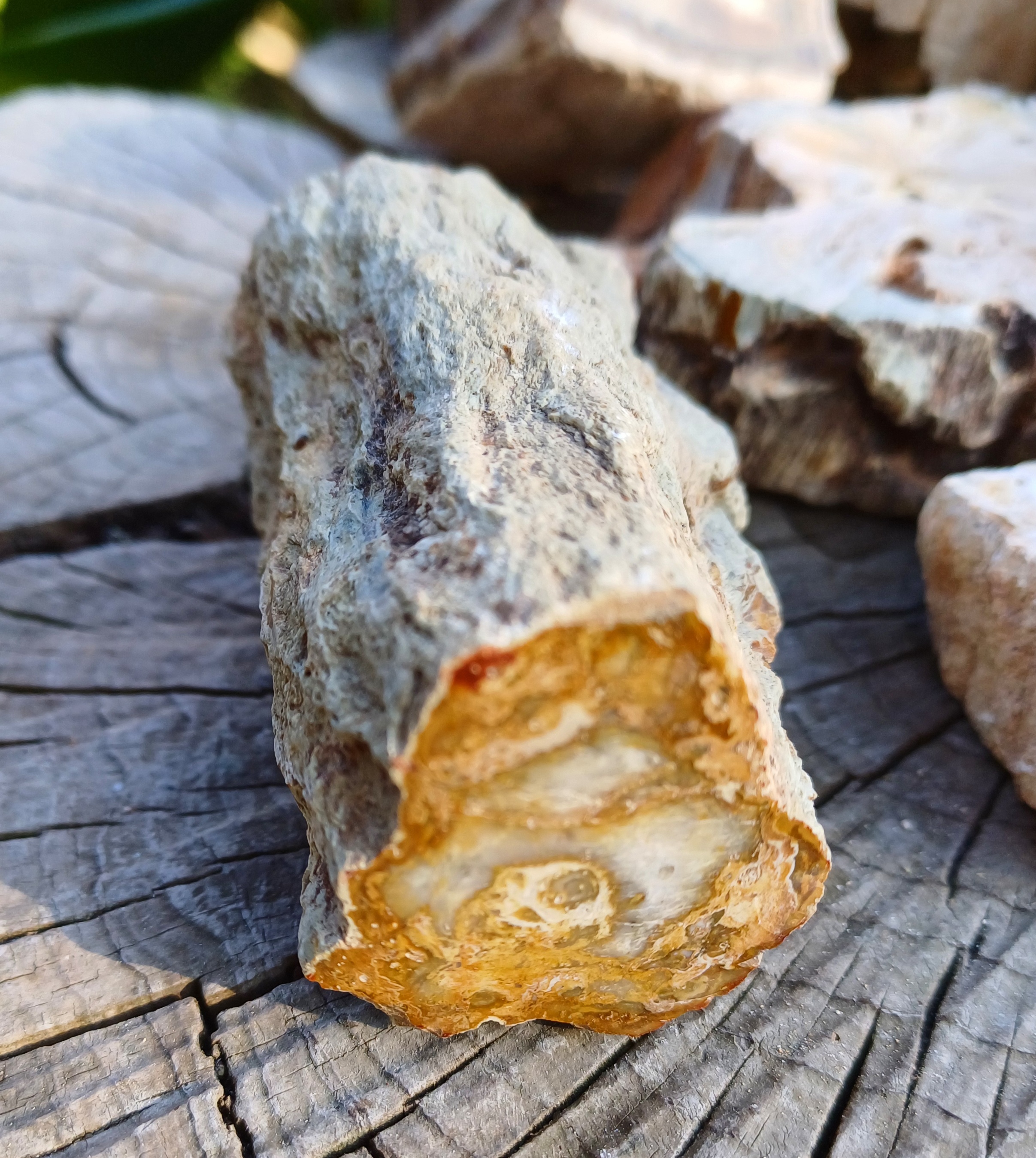 Zkamenělé dřevo 120g