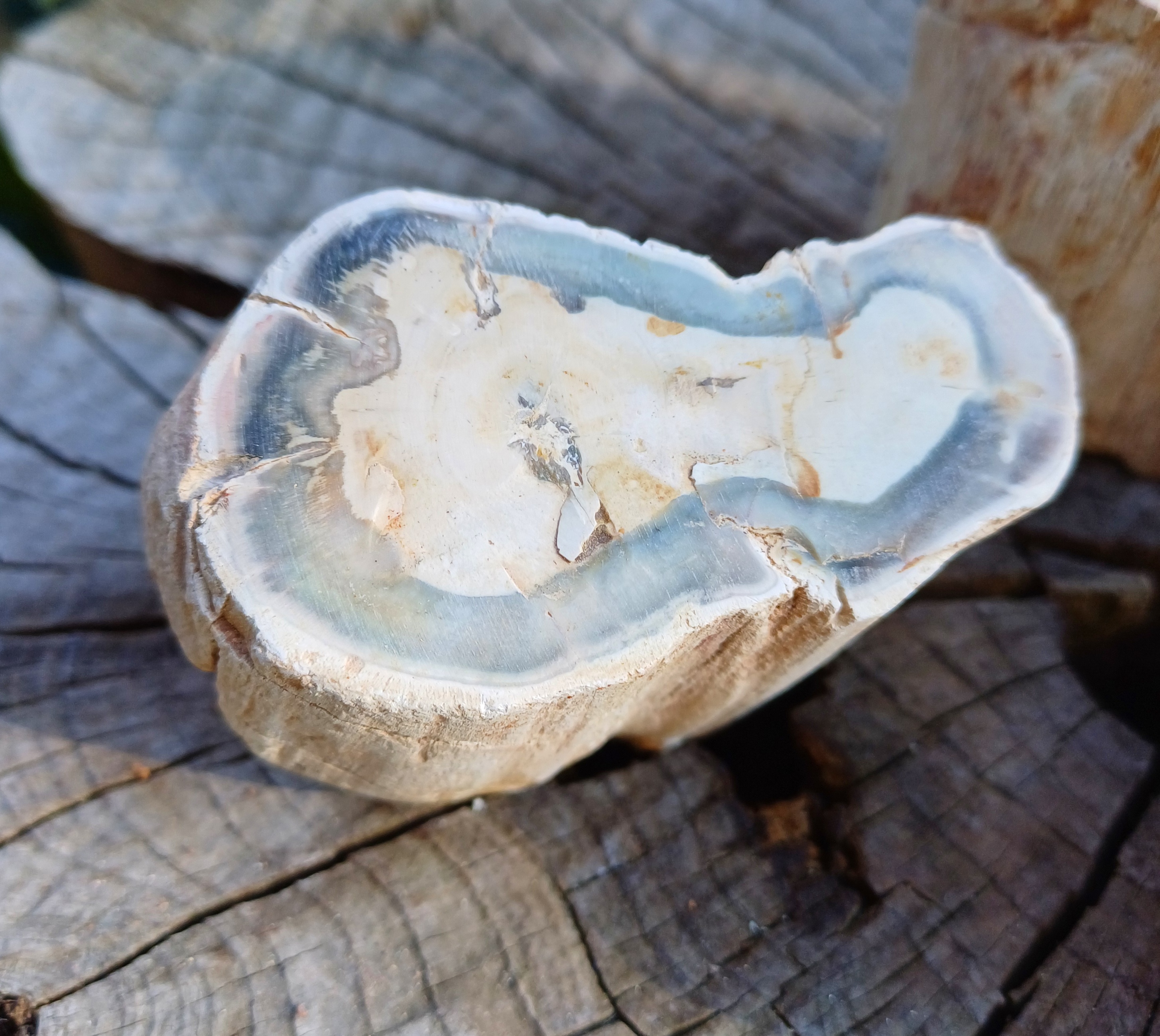 Zkamenělé dřevo 145g