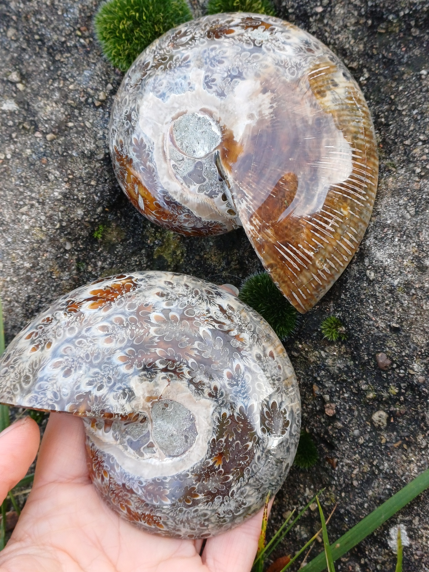 Amonit Cleoniceras řezy 350g