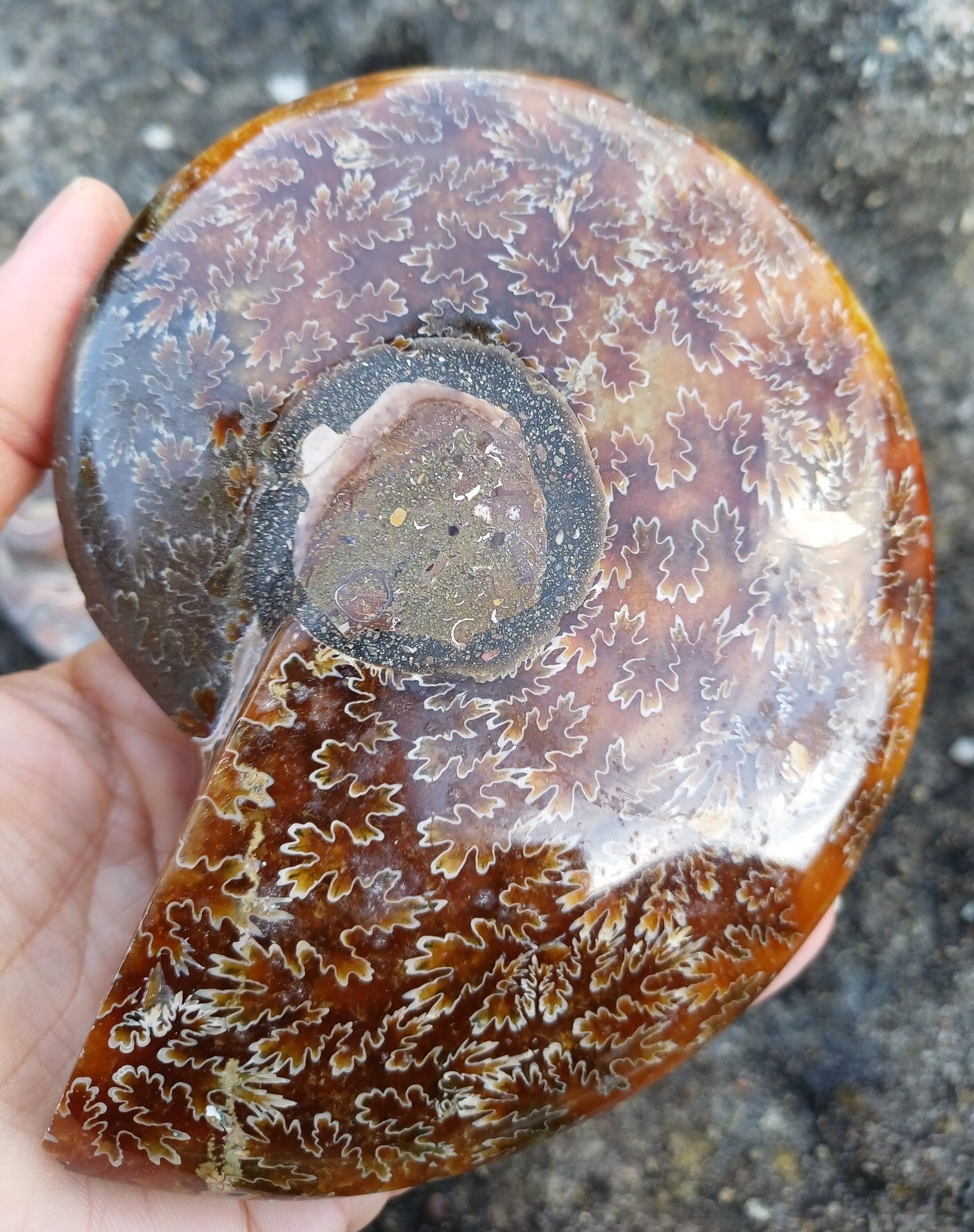 Amonit Cleoniceras řezy 450g