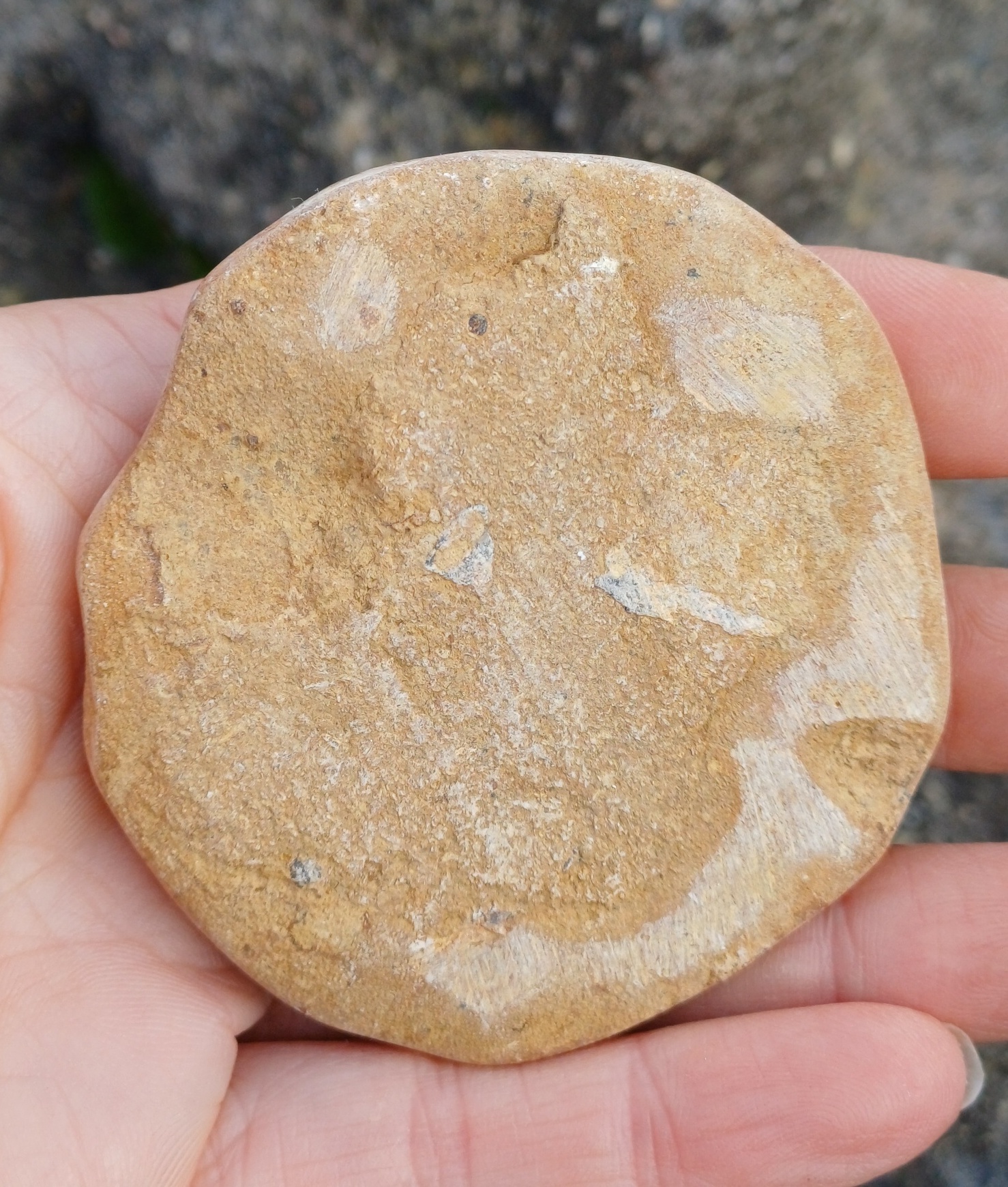 Ježovka 145g