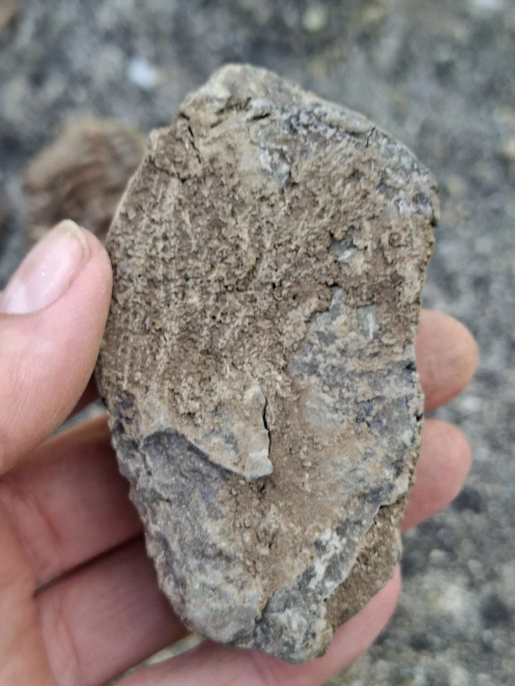 Trilobit 60g