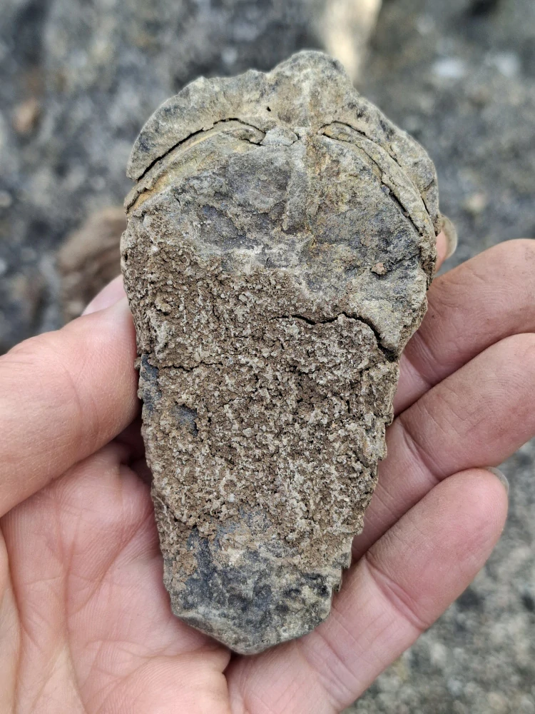 Trilobit 65g