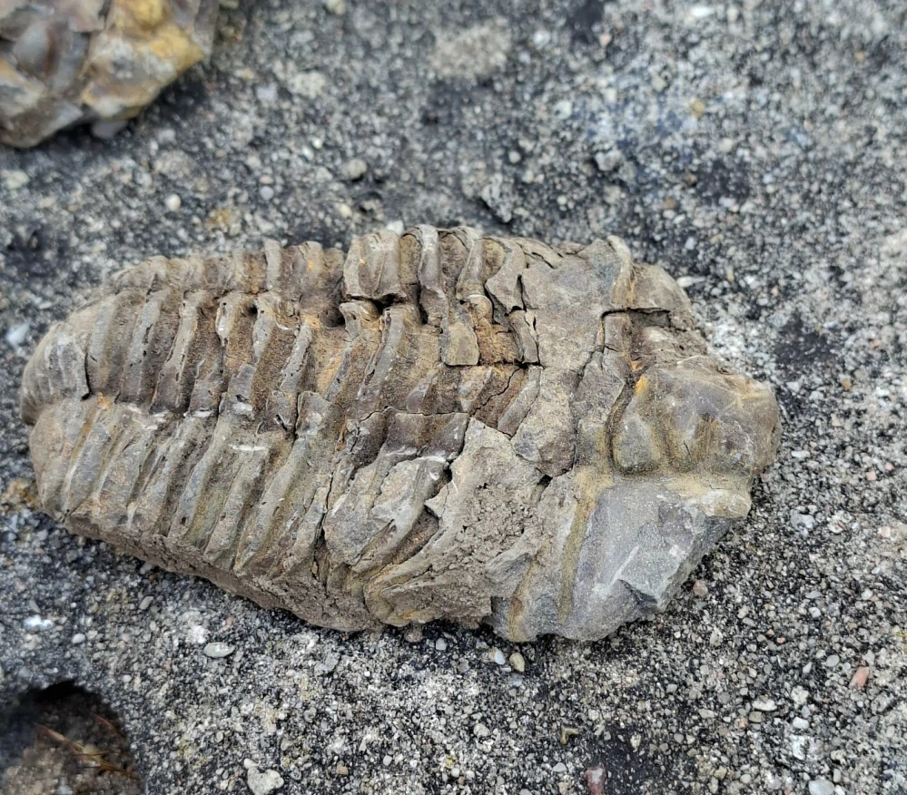 Trilobit 95g