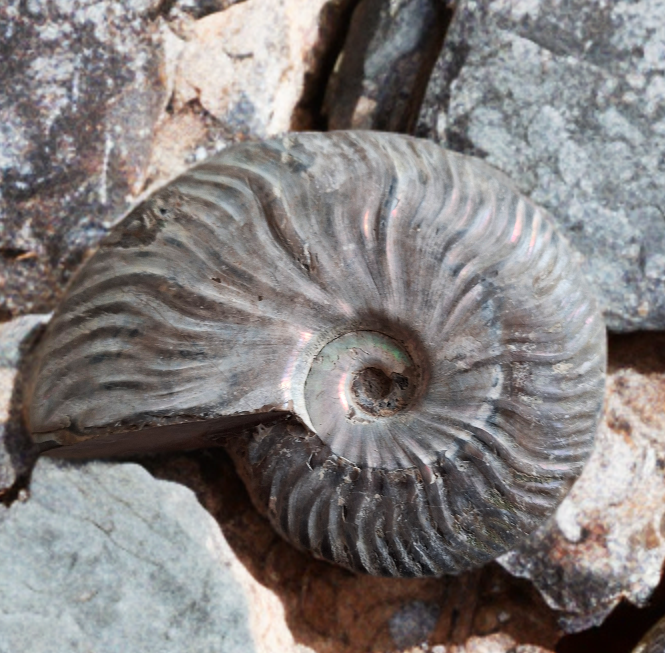 Amonit Phylloceras 265g