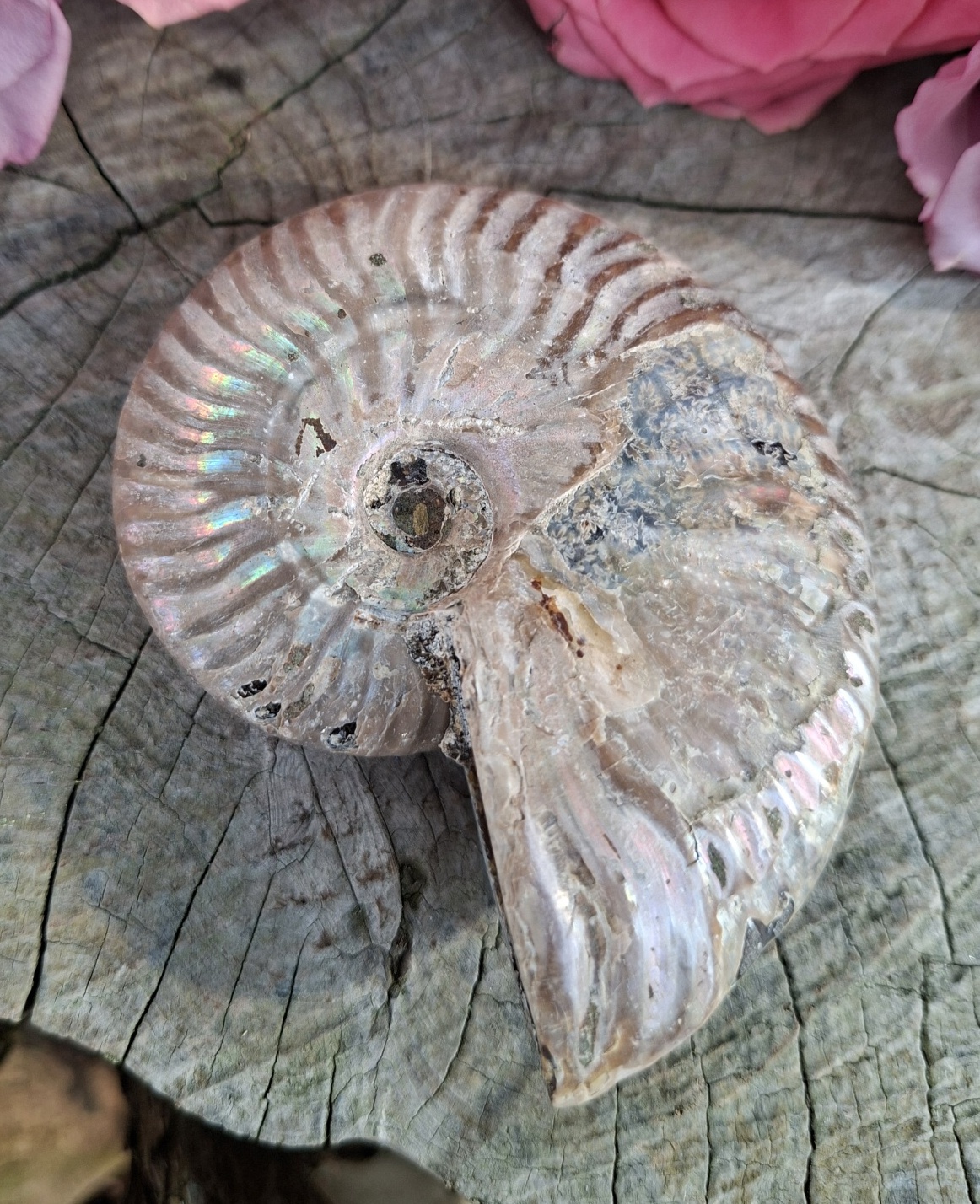 Amonit Phylloceras 160g