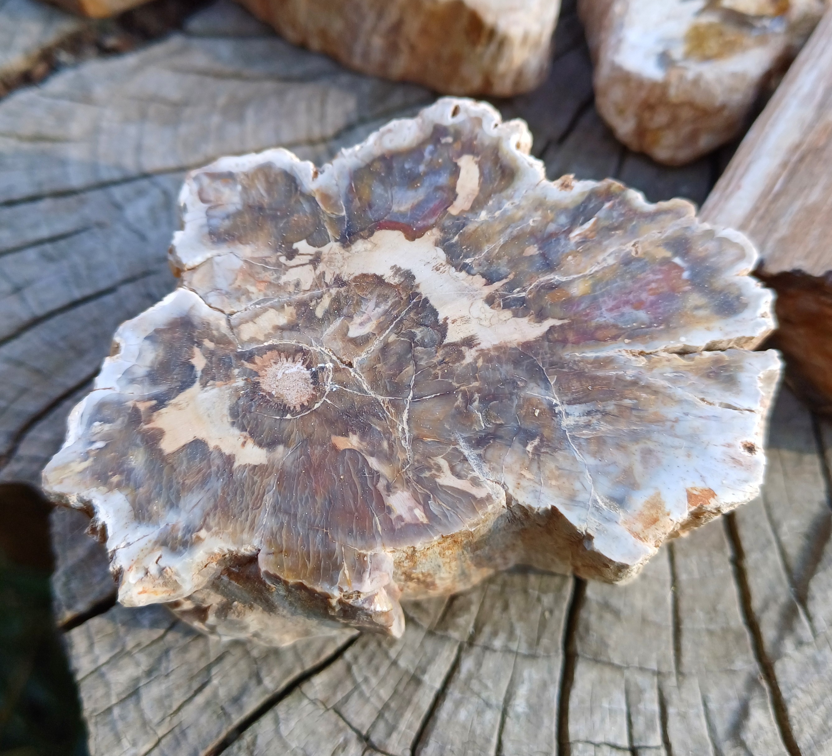 Zkamenělé dřevo 165g