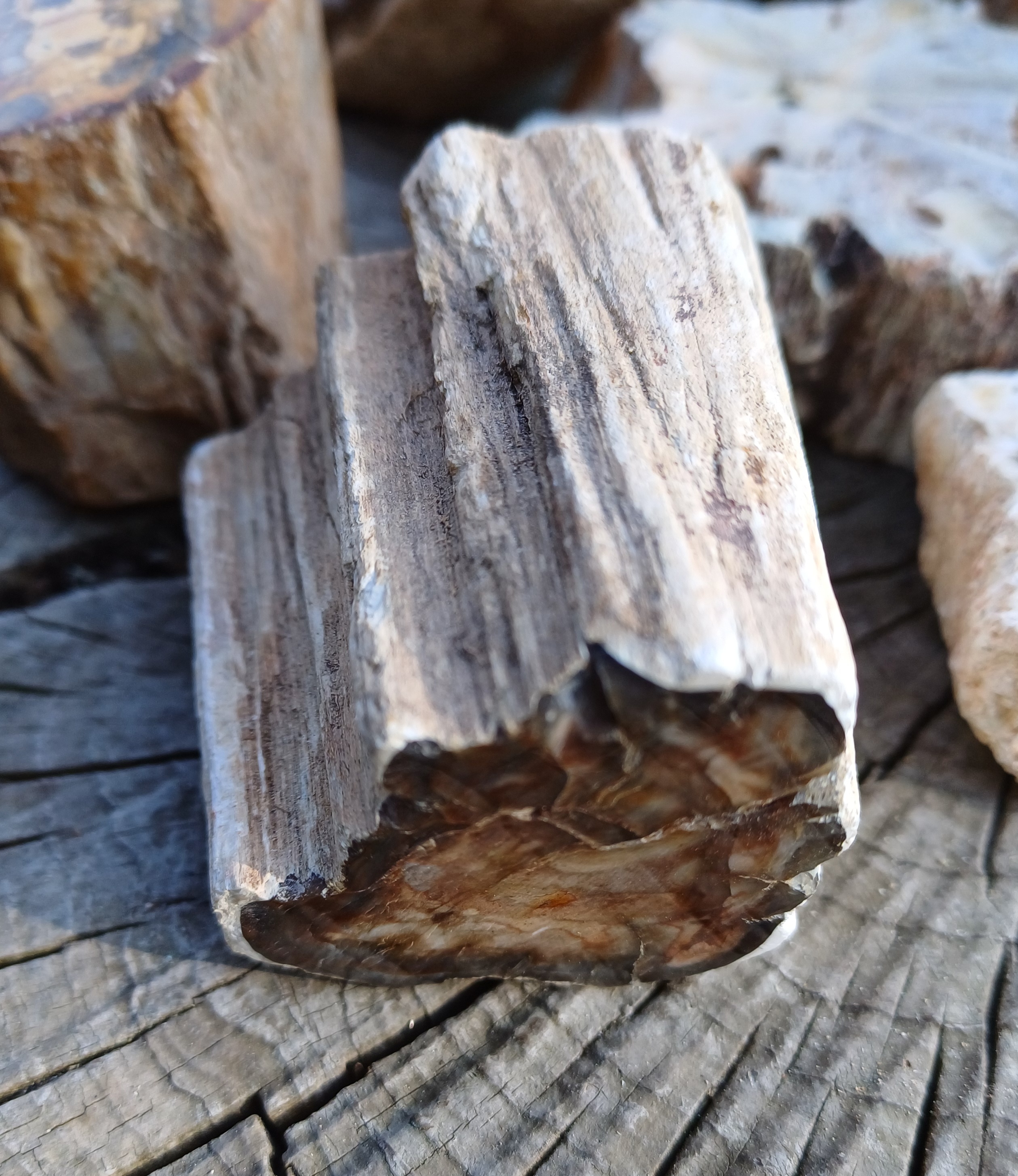 Zkamenělé dřevo 130g