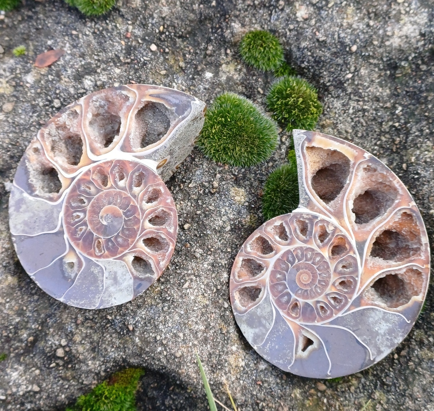 Amonit Cleoniceras řezy 350g