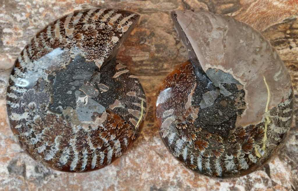 Amonit Cleoniceras řezy 740g