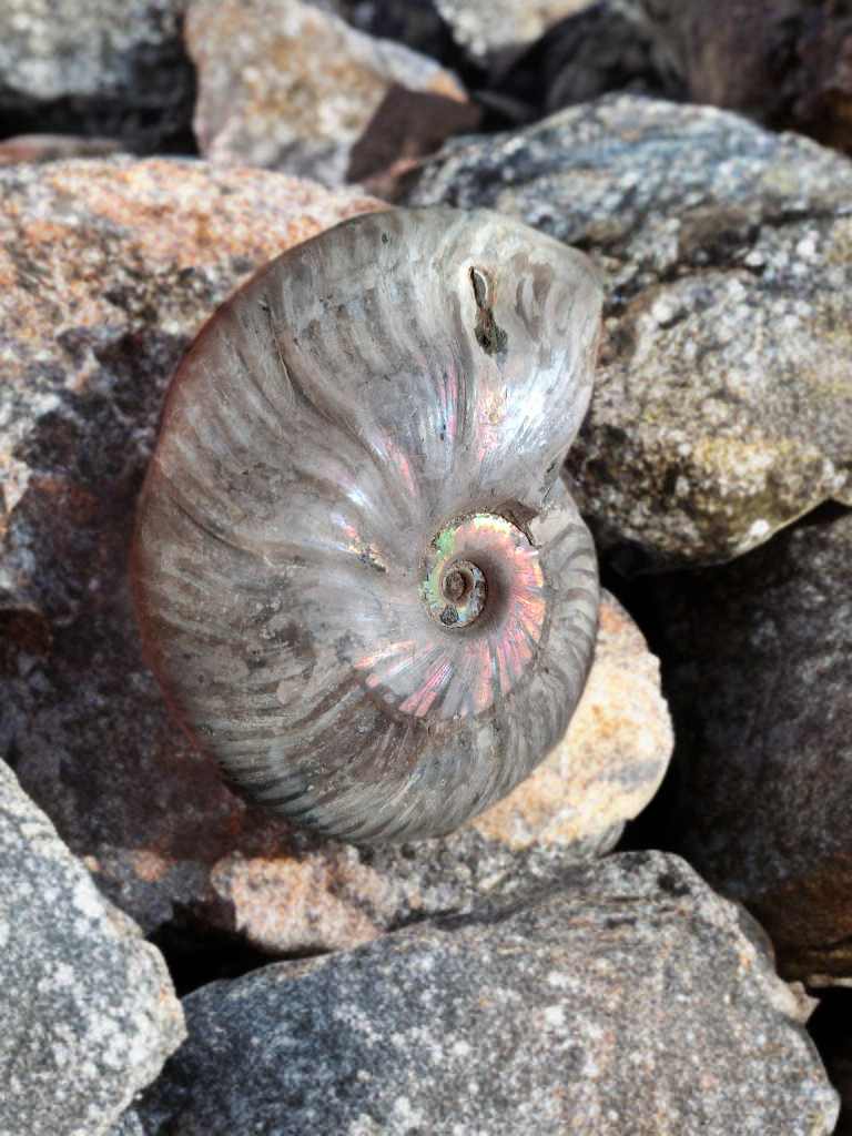 Amonit Phylloceras 265g