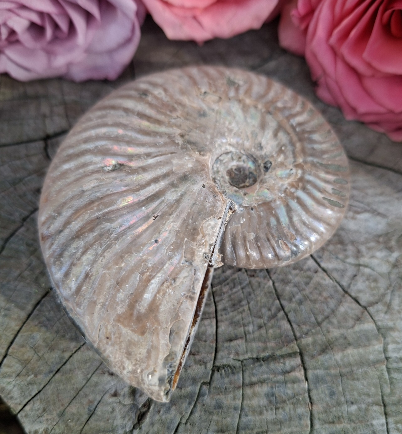 Amonit Phylloceras 160g
